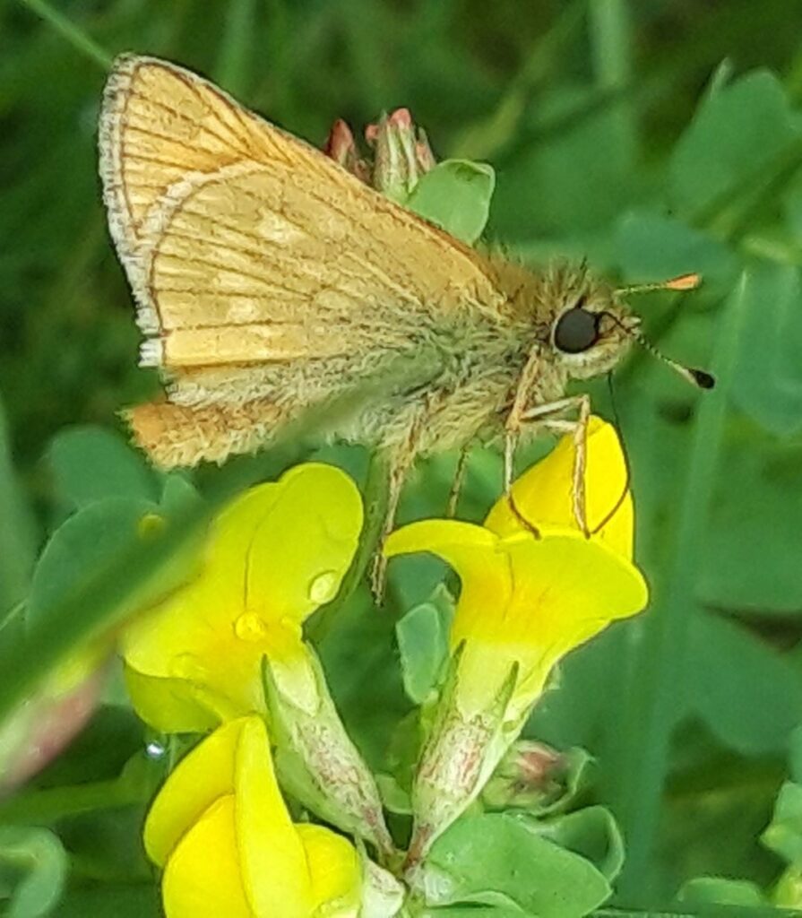 Large skipper (Paul Wells via Facebook)