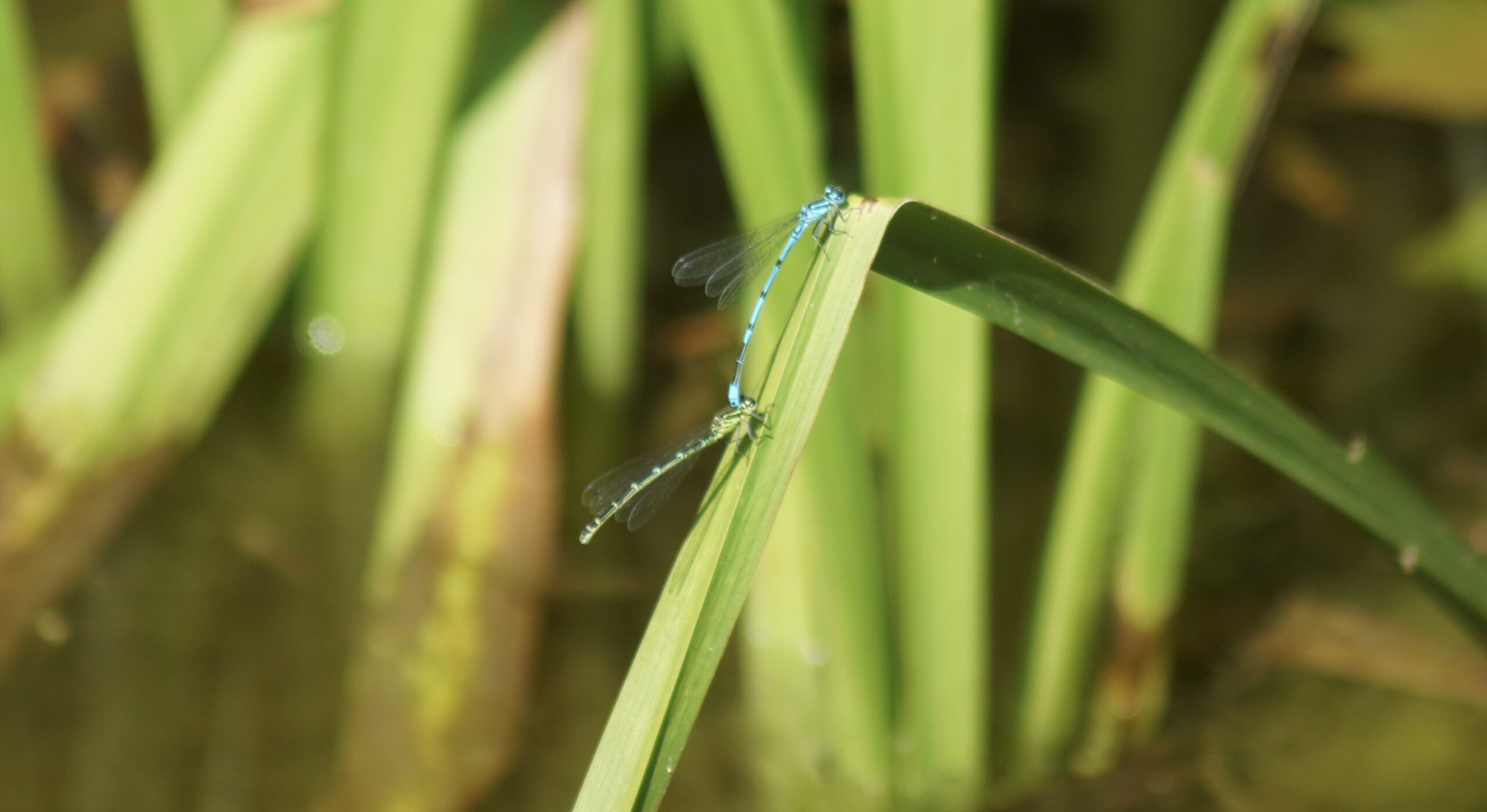 Common blue damselfly 