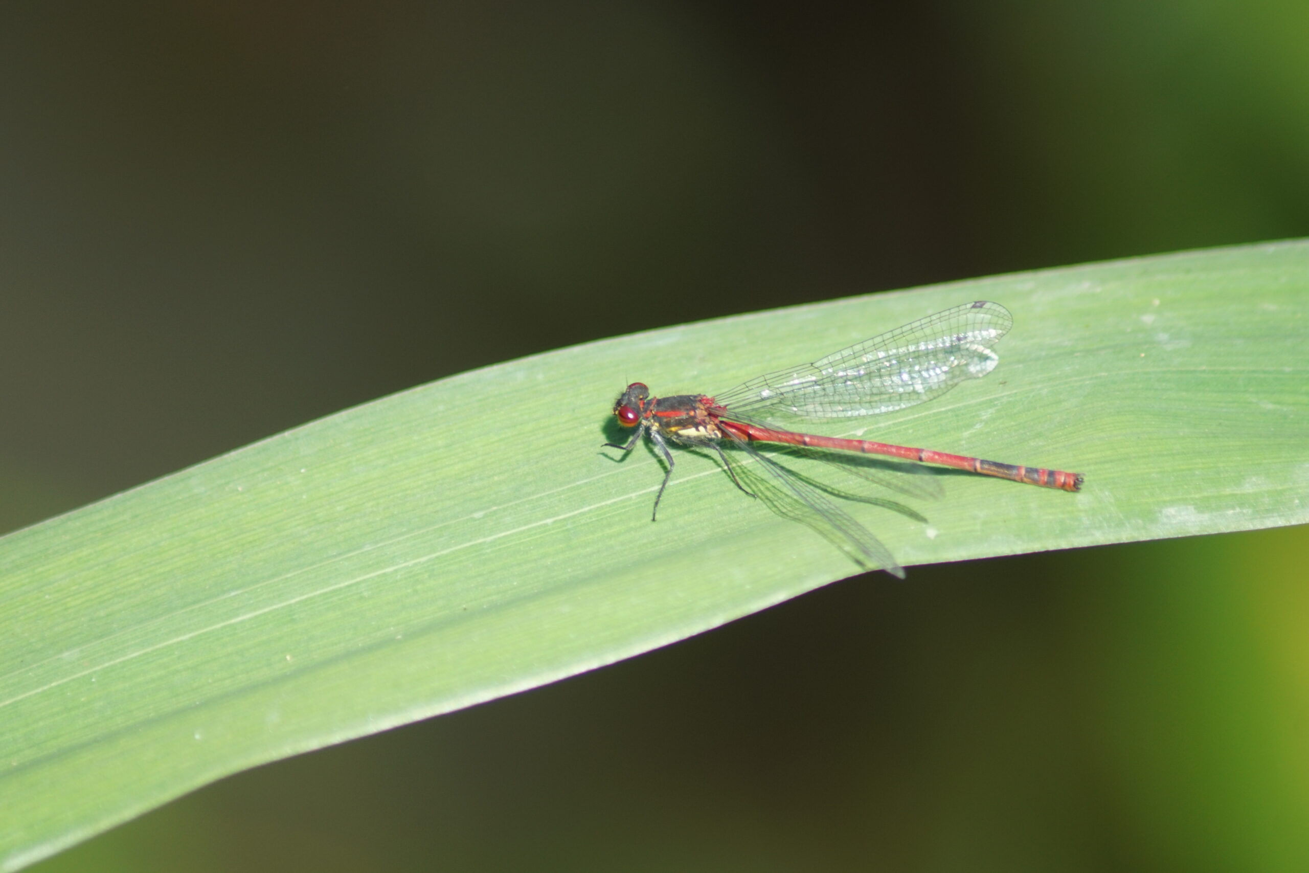 Large red damselfly 