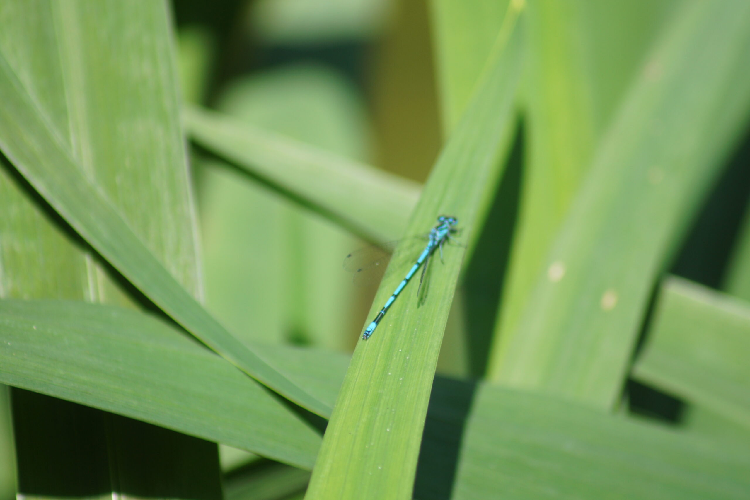 Common blue damselfly 