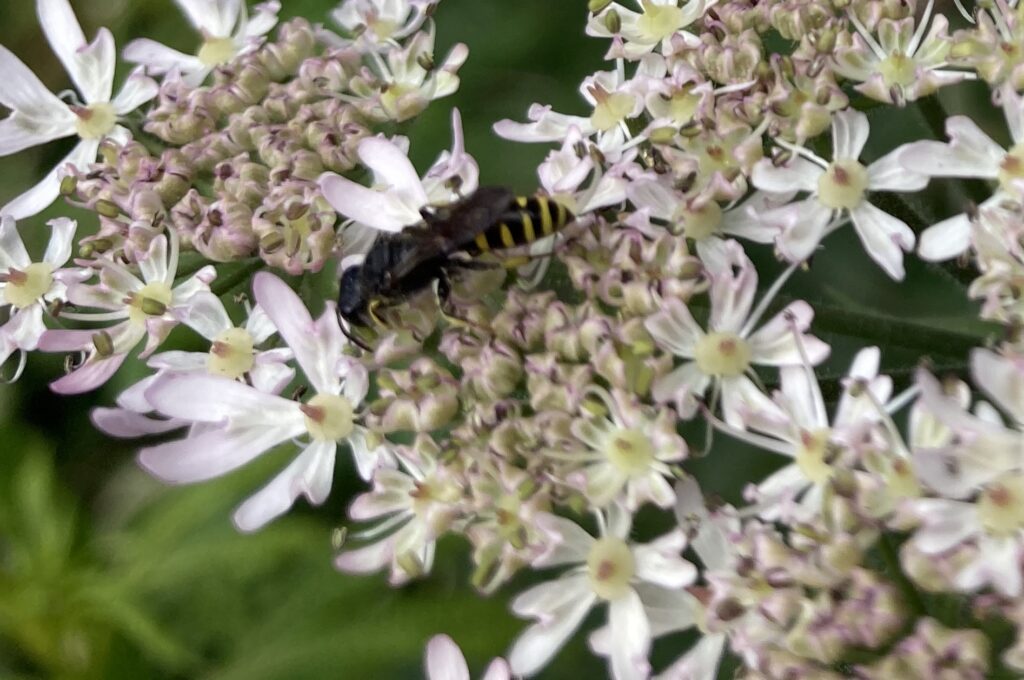 Digger wasp - Ectemnius cephalotes