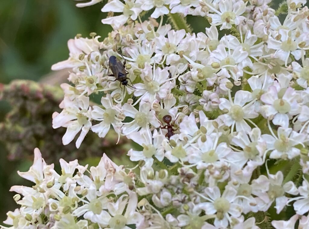 Black longhorn beetle with common red ant