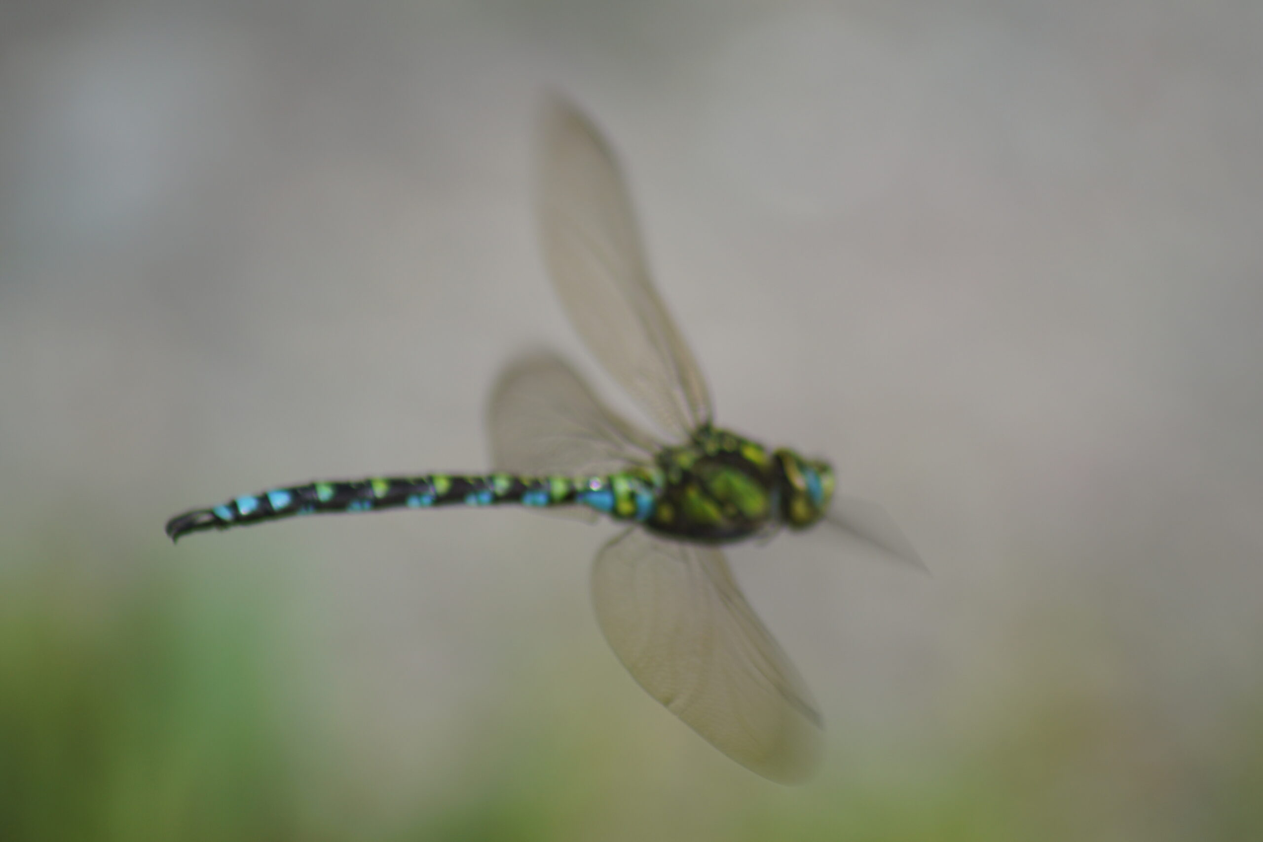 Southern hawker (male)