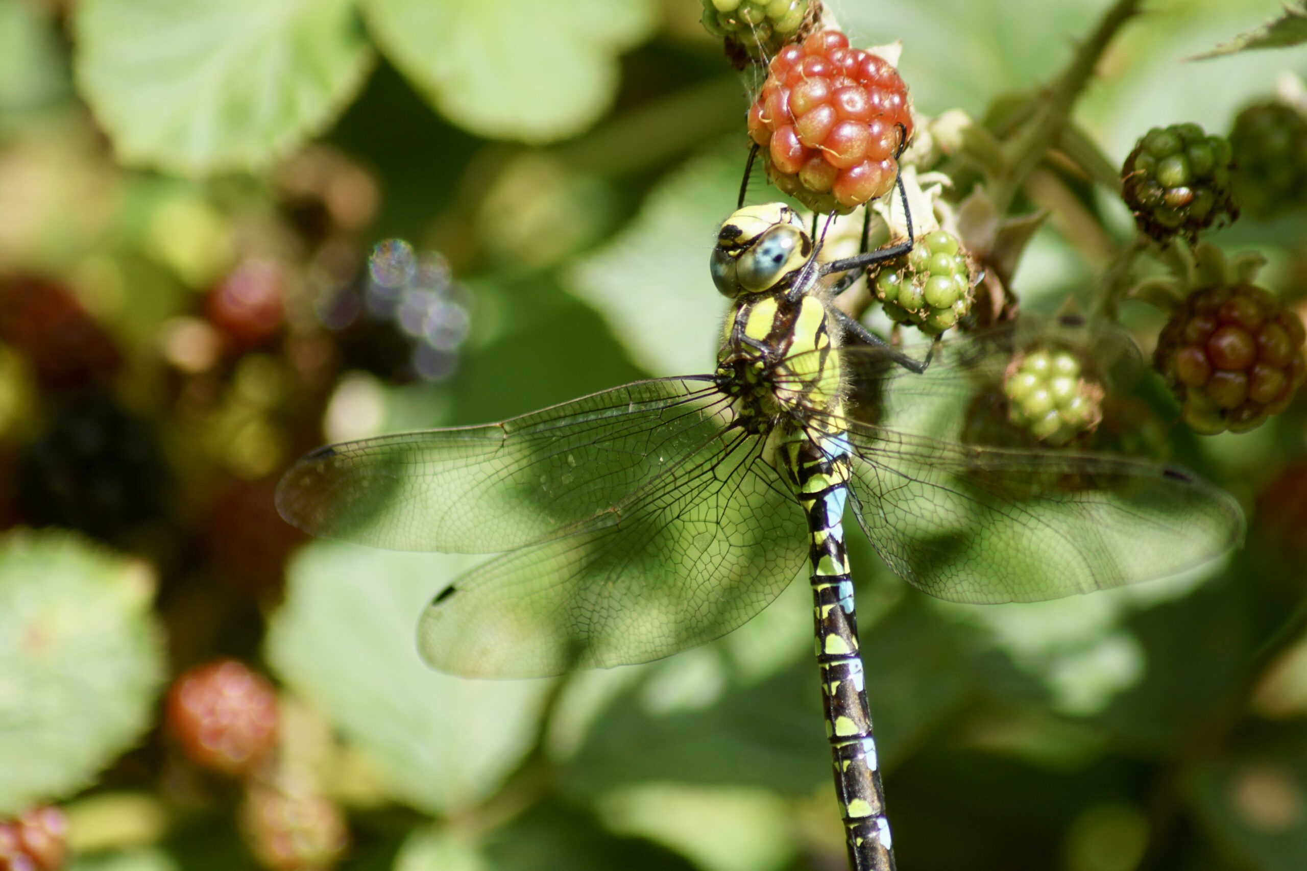 Southern hawker (male)