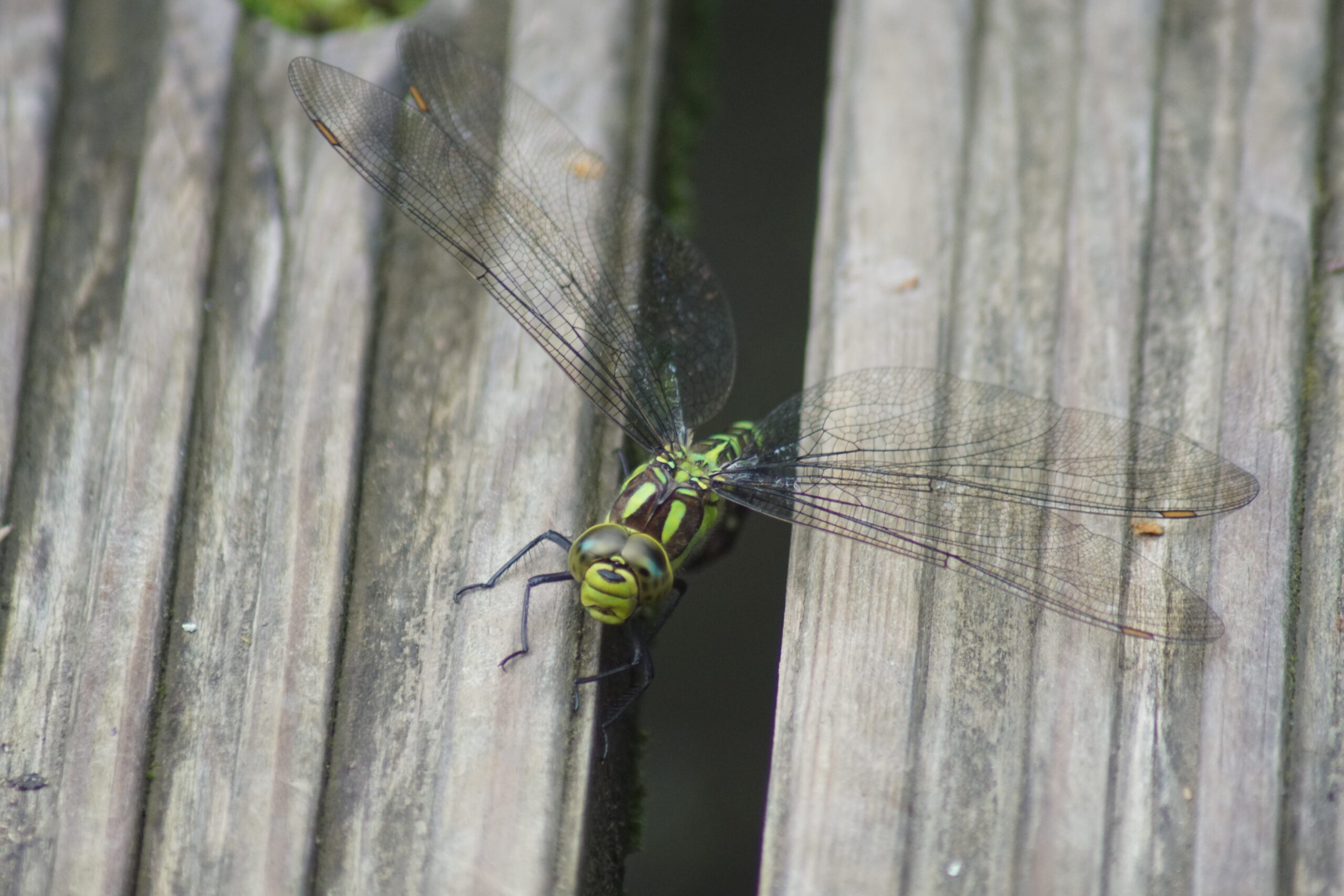 Southern hawker (female)