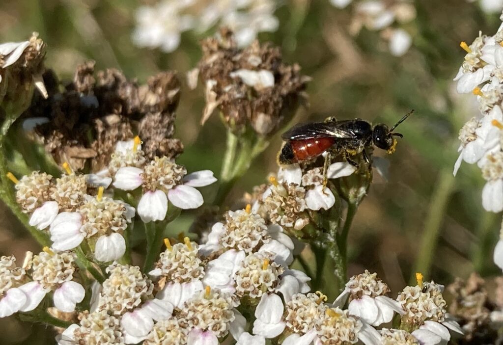 Blood Bee