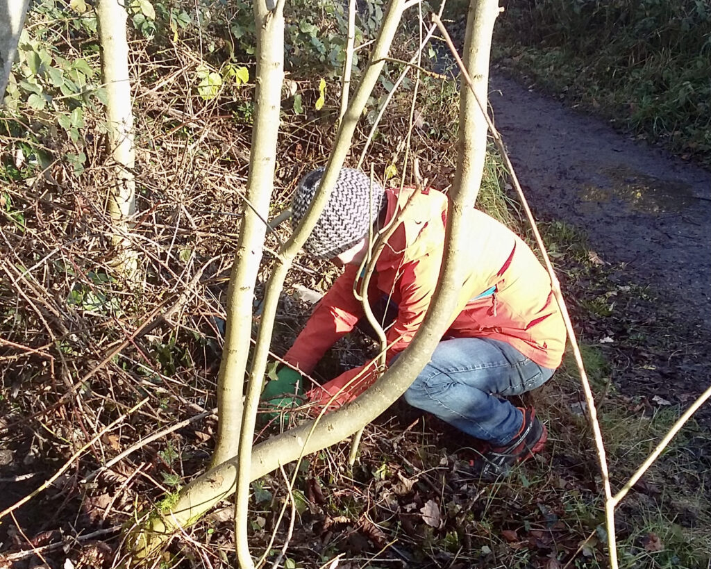 Ben Roberts Tree planting on the Bridle Way