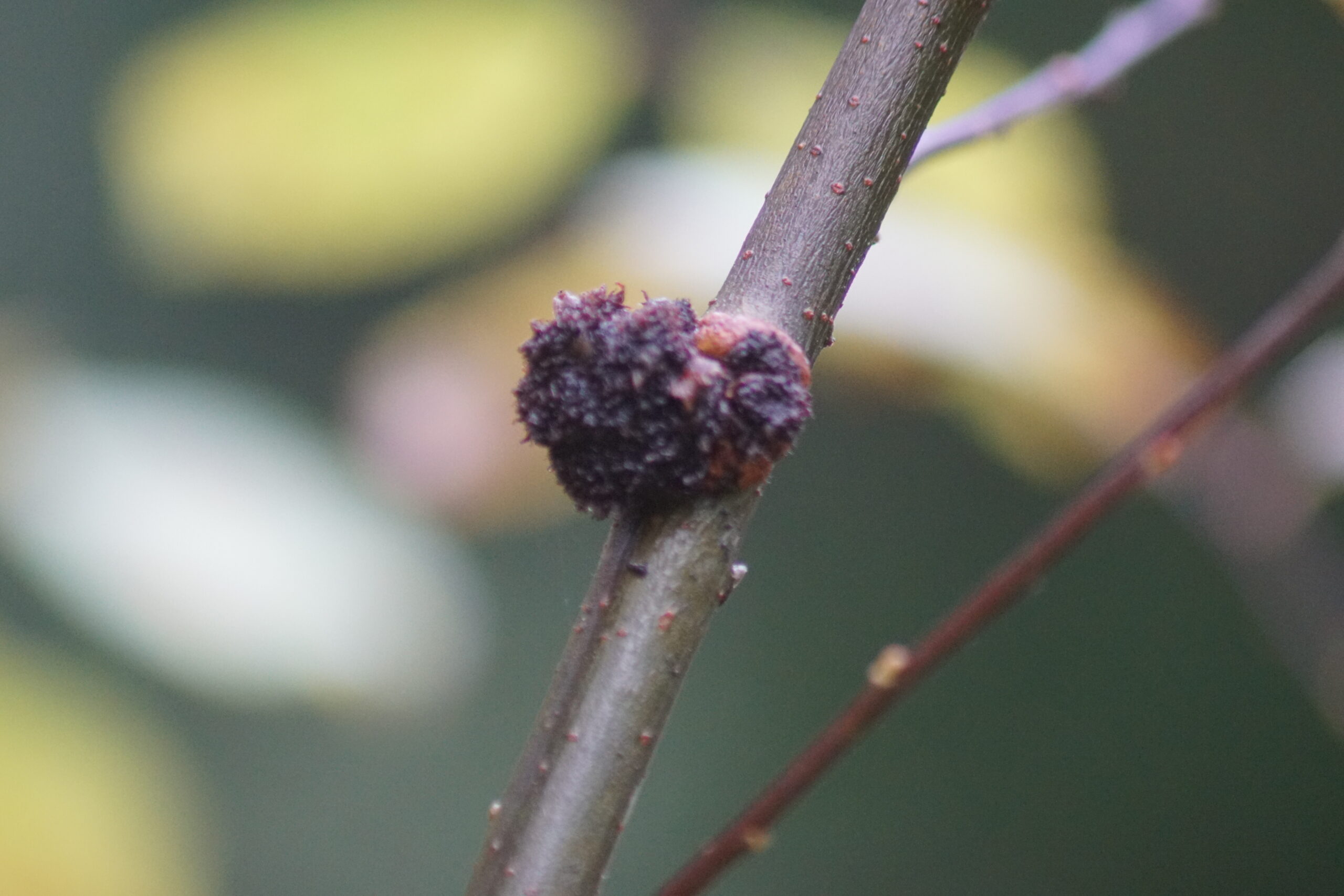 Crown Gall ion Goat Willow