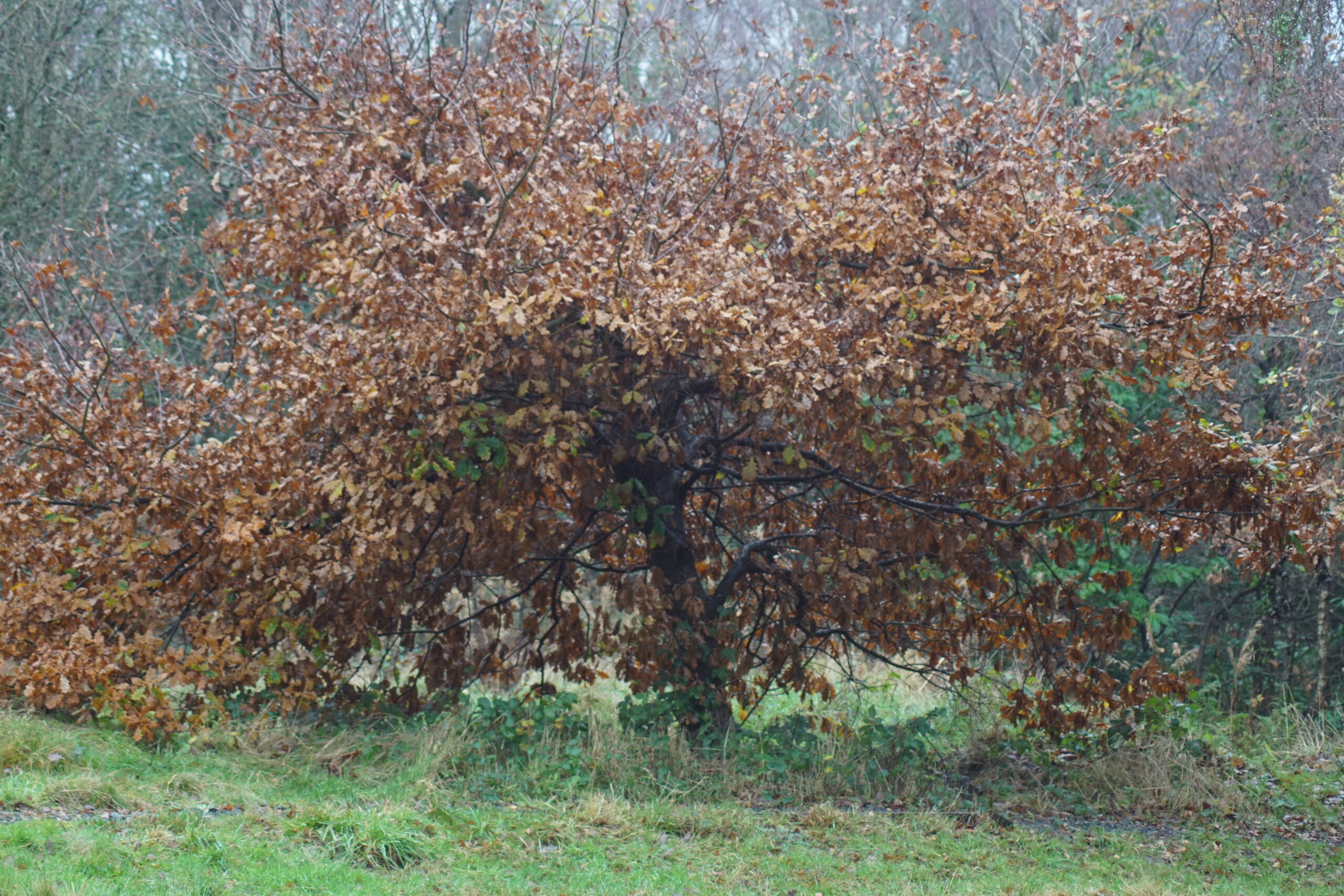 An Oak on the Heath