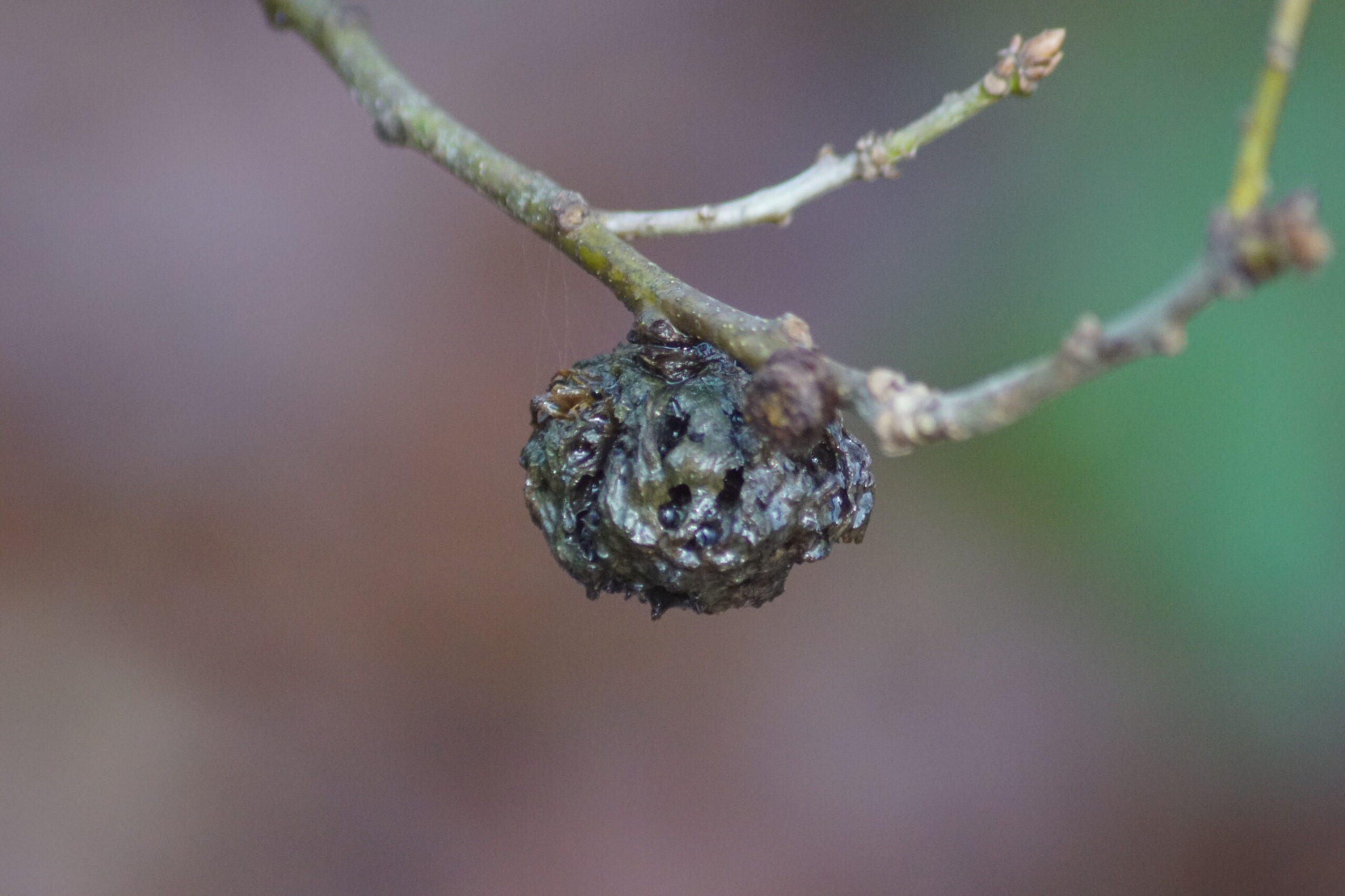 A Knopper Gall  