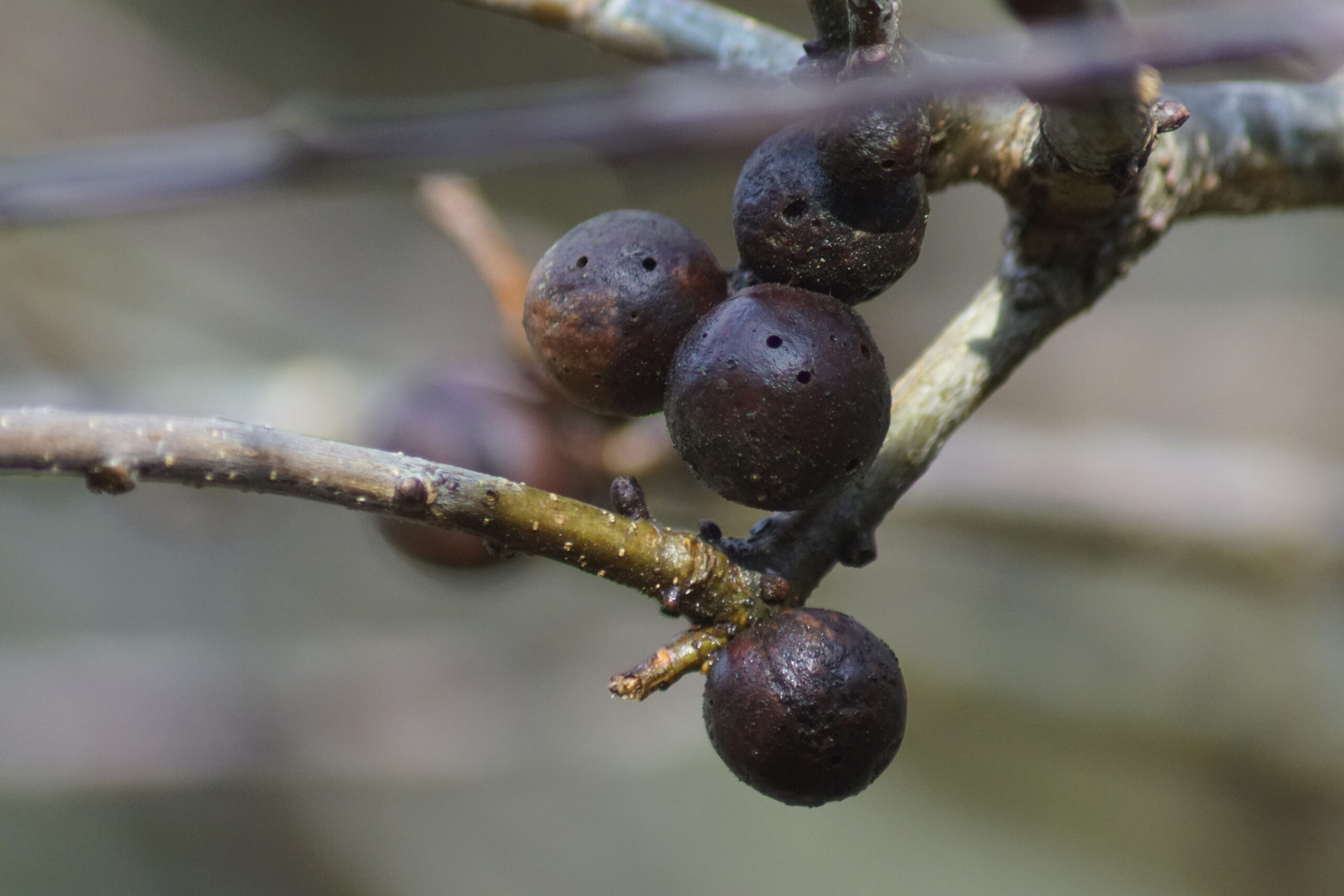 Oak Apples - 