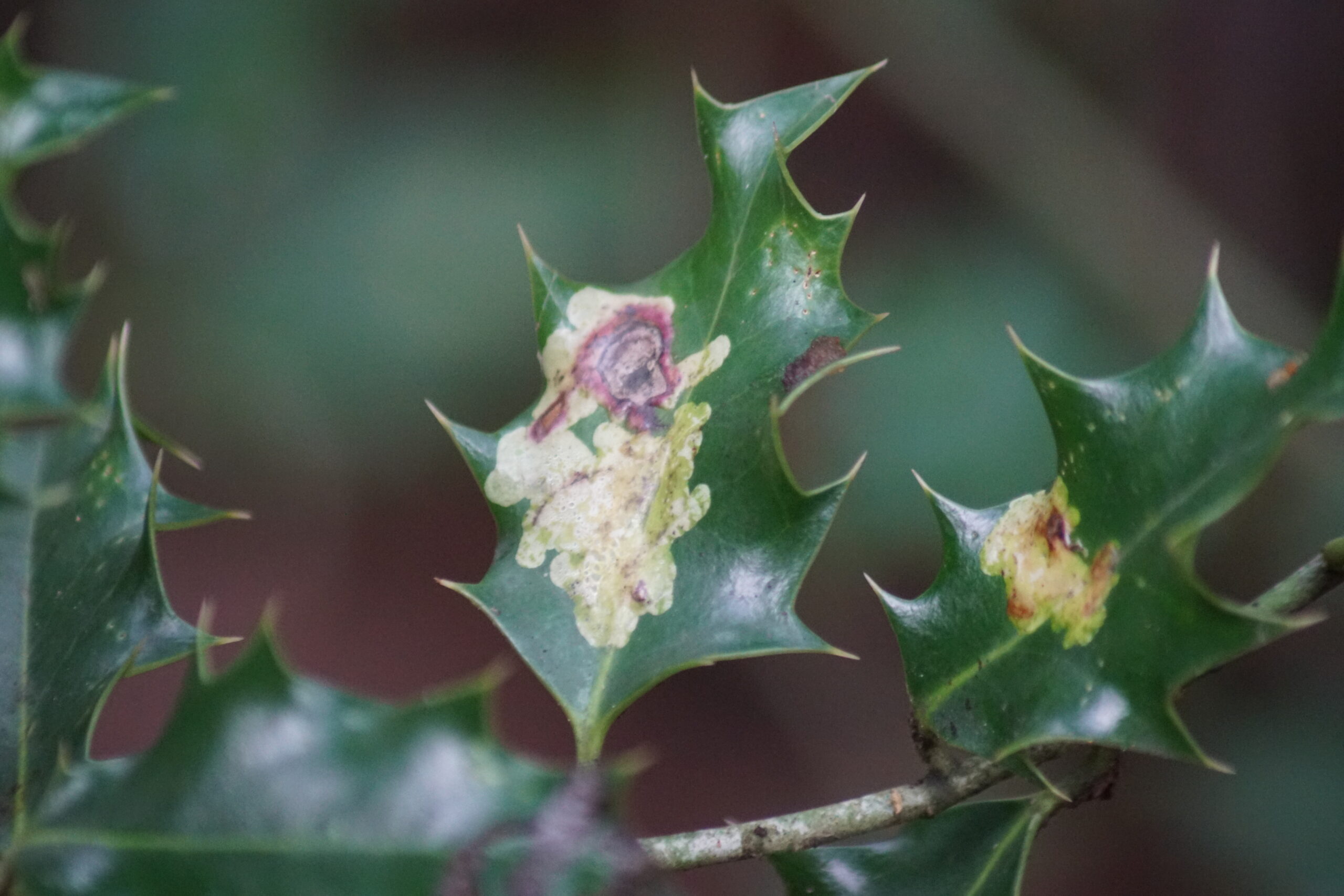 Holly leaf Gall 