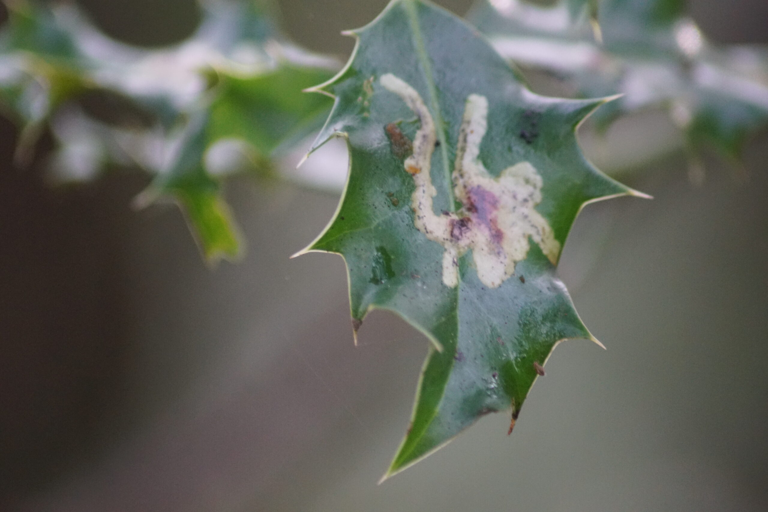 Holly leaf Gall 