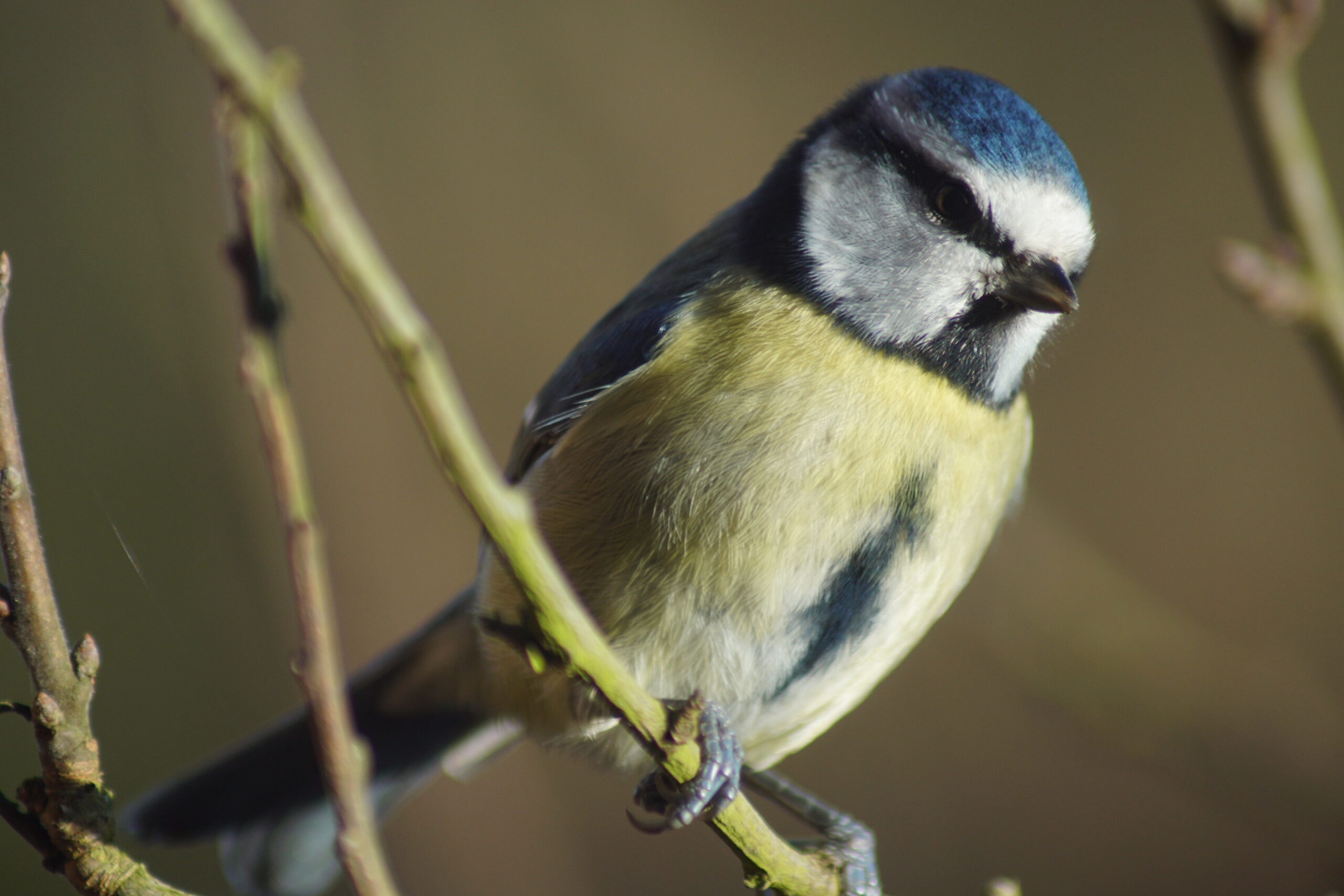 Blue Tit