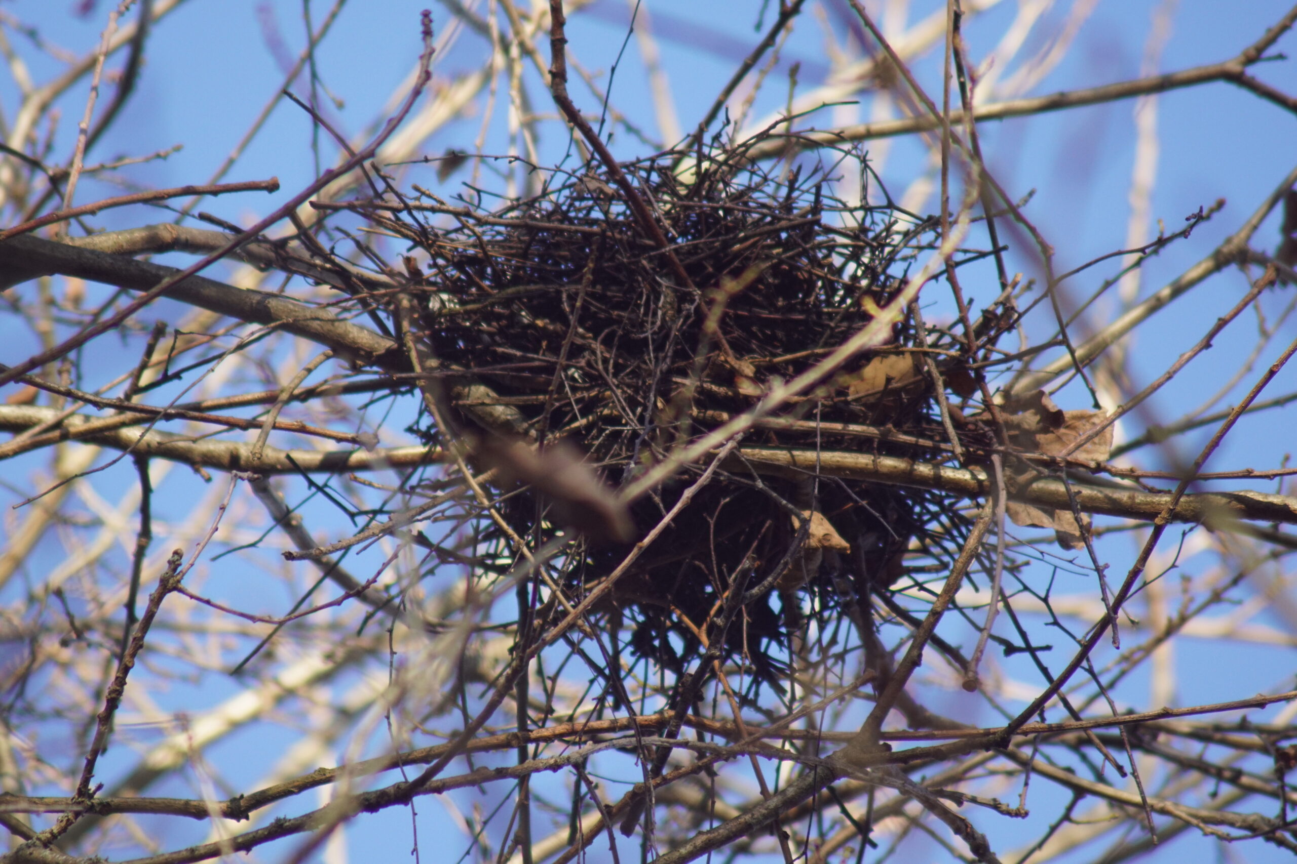 Abandoned Nest 