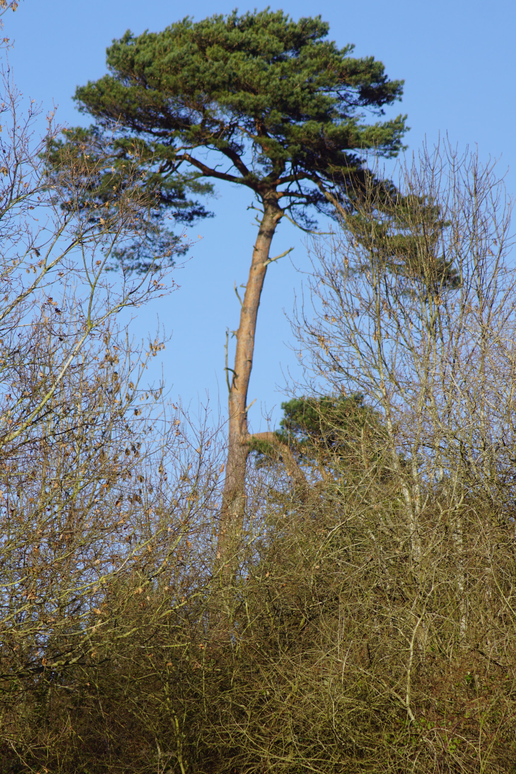 Scots Pine