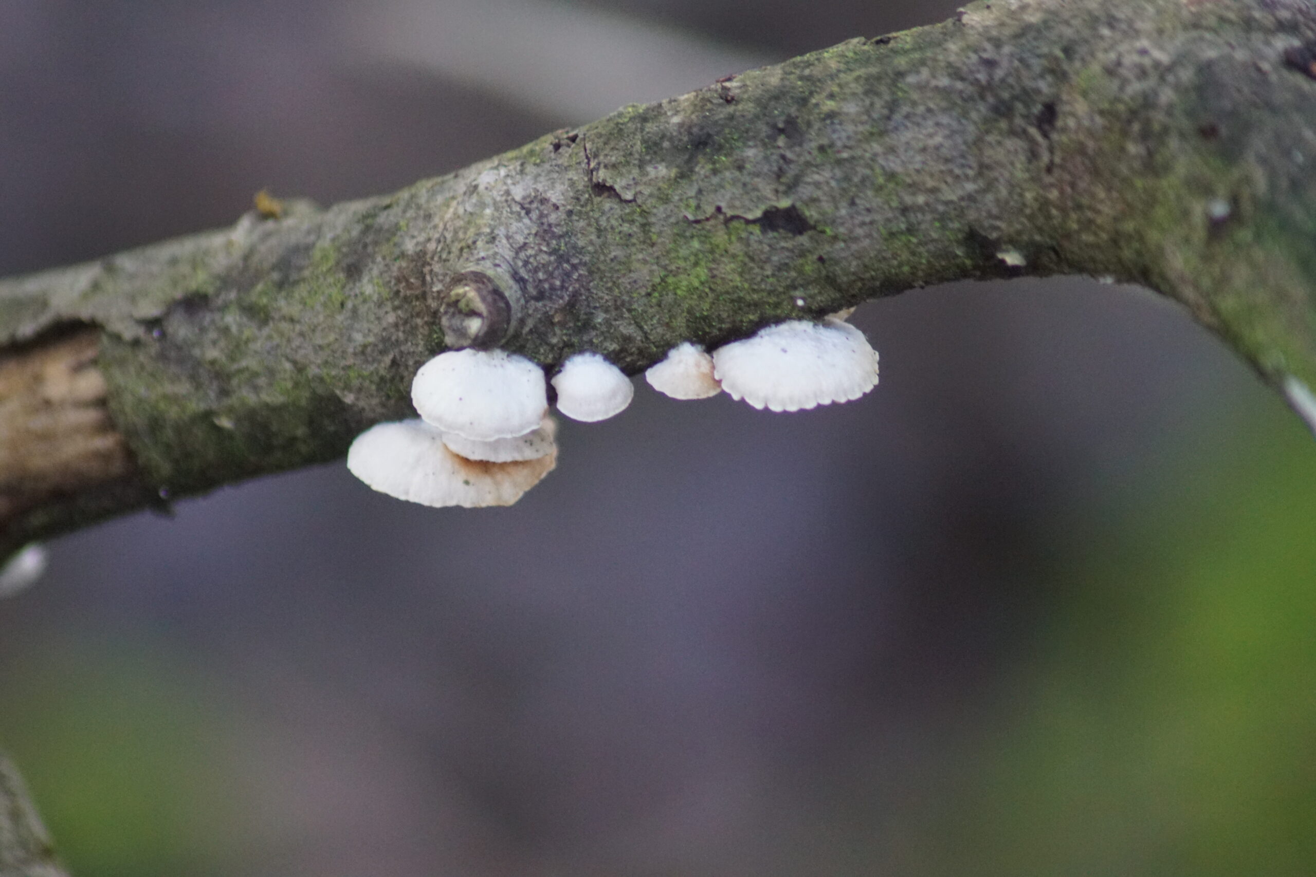 Split Gill - Schizophyllum commune