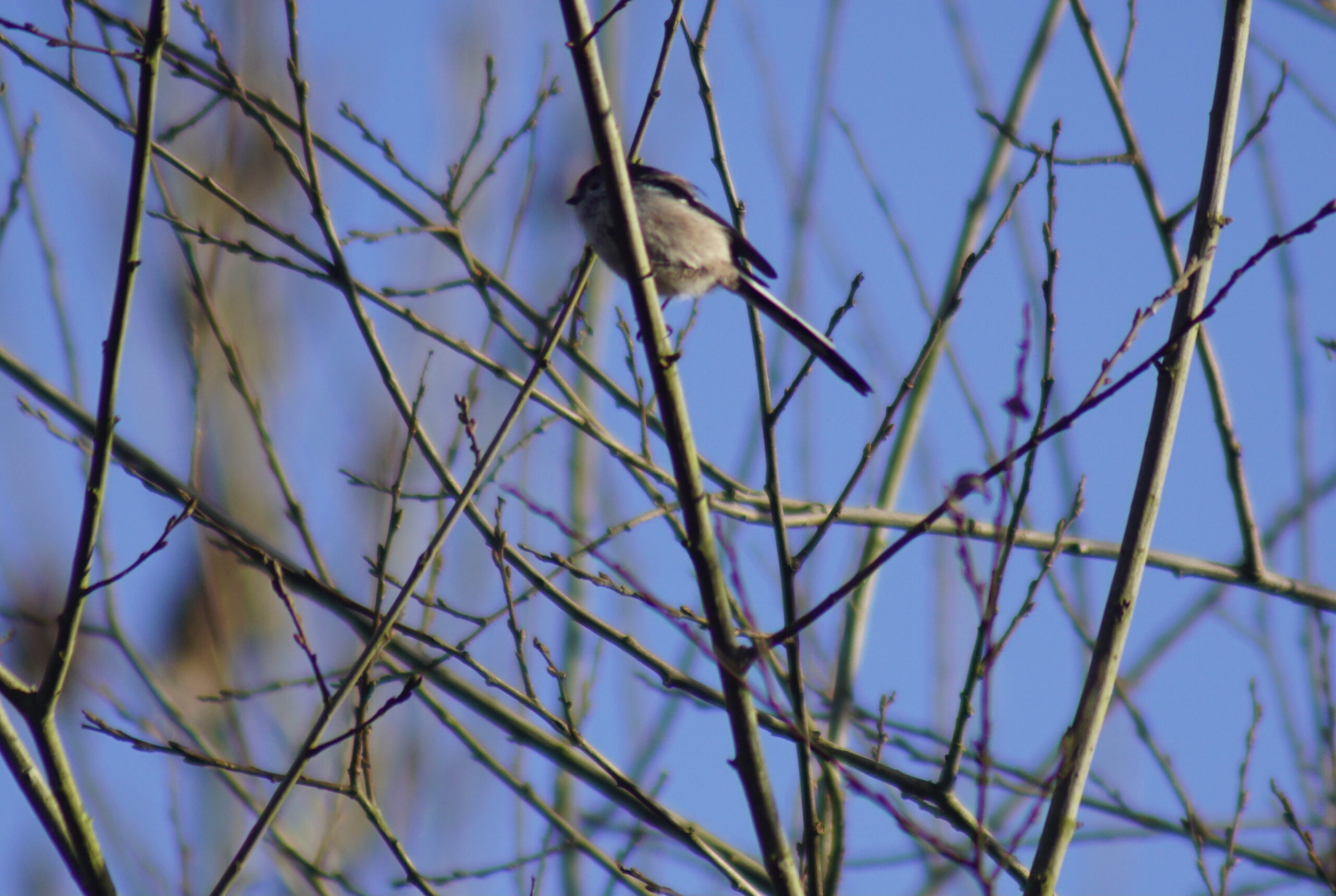 Long Tailed Tit