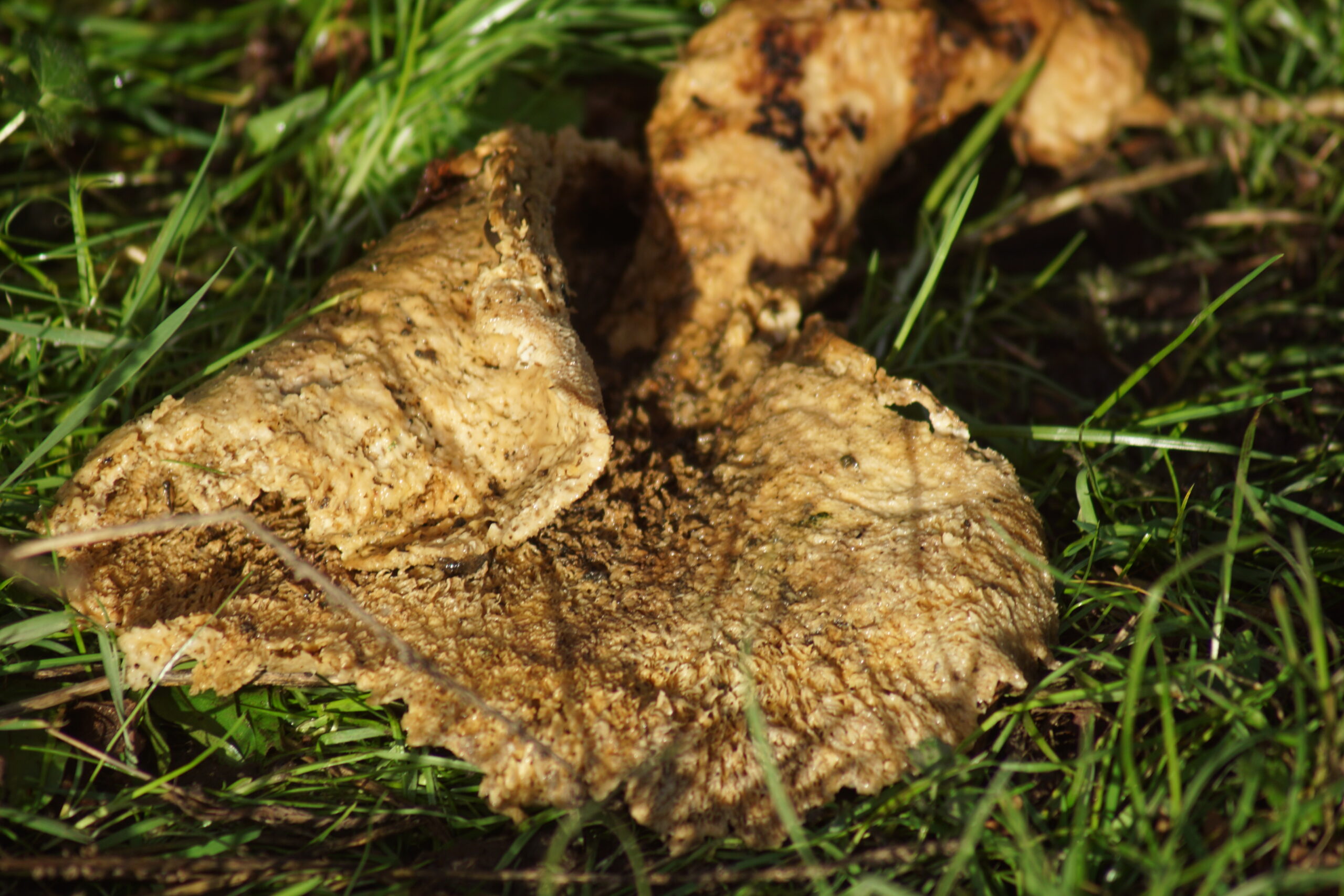 Pestle Puffball - Lycoperdon excipuliforme