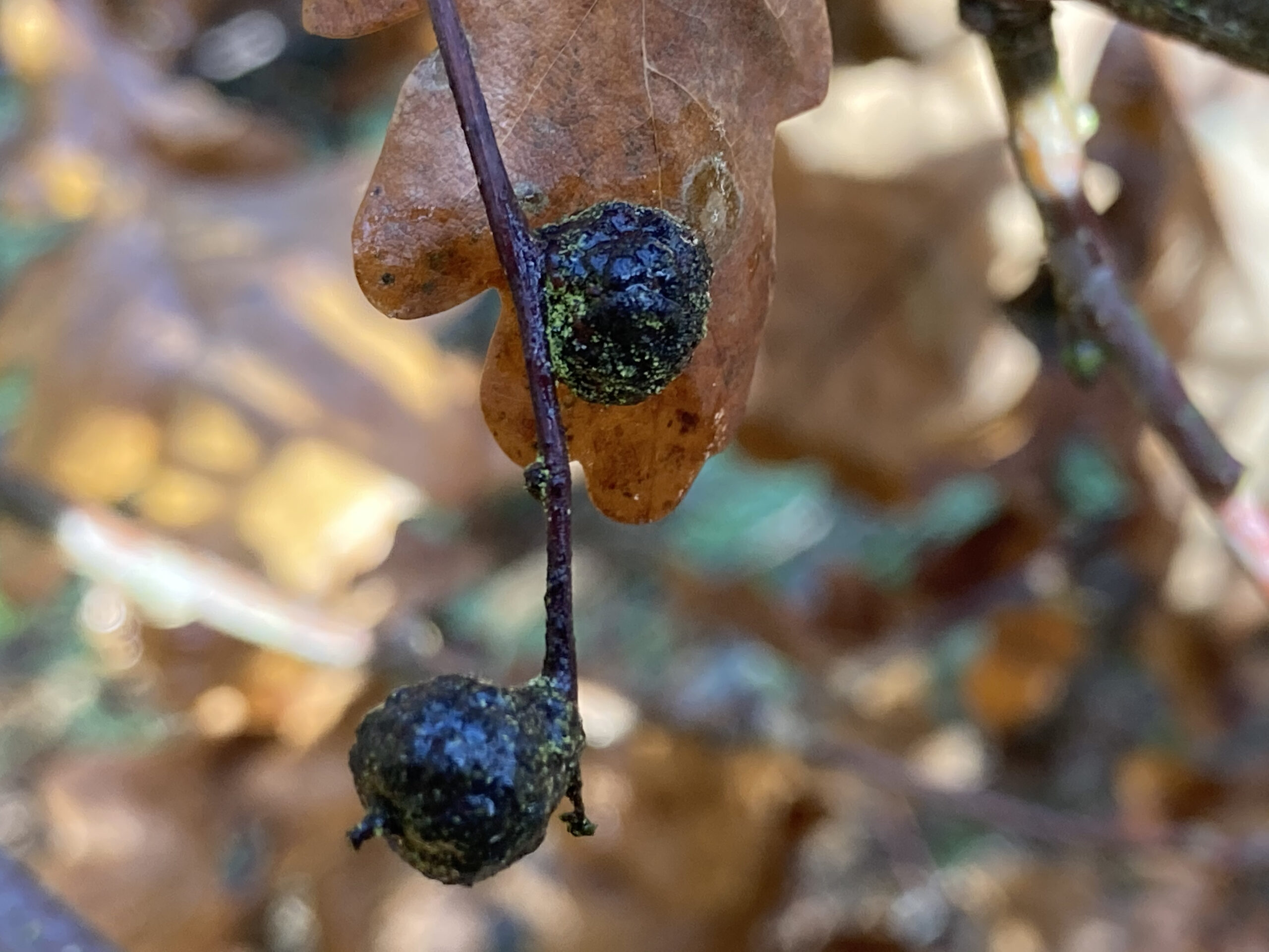 Cola Nut Galls