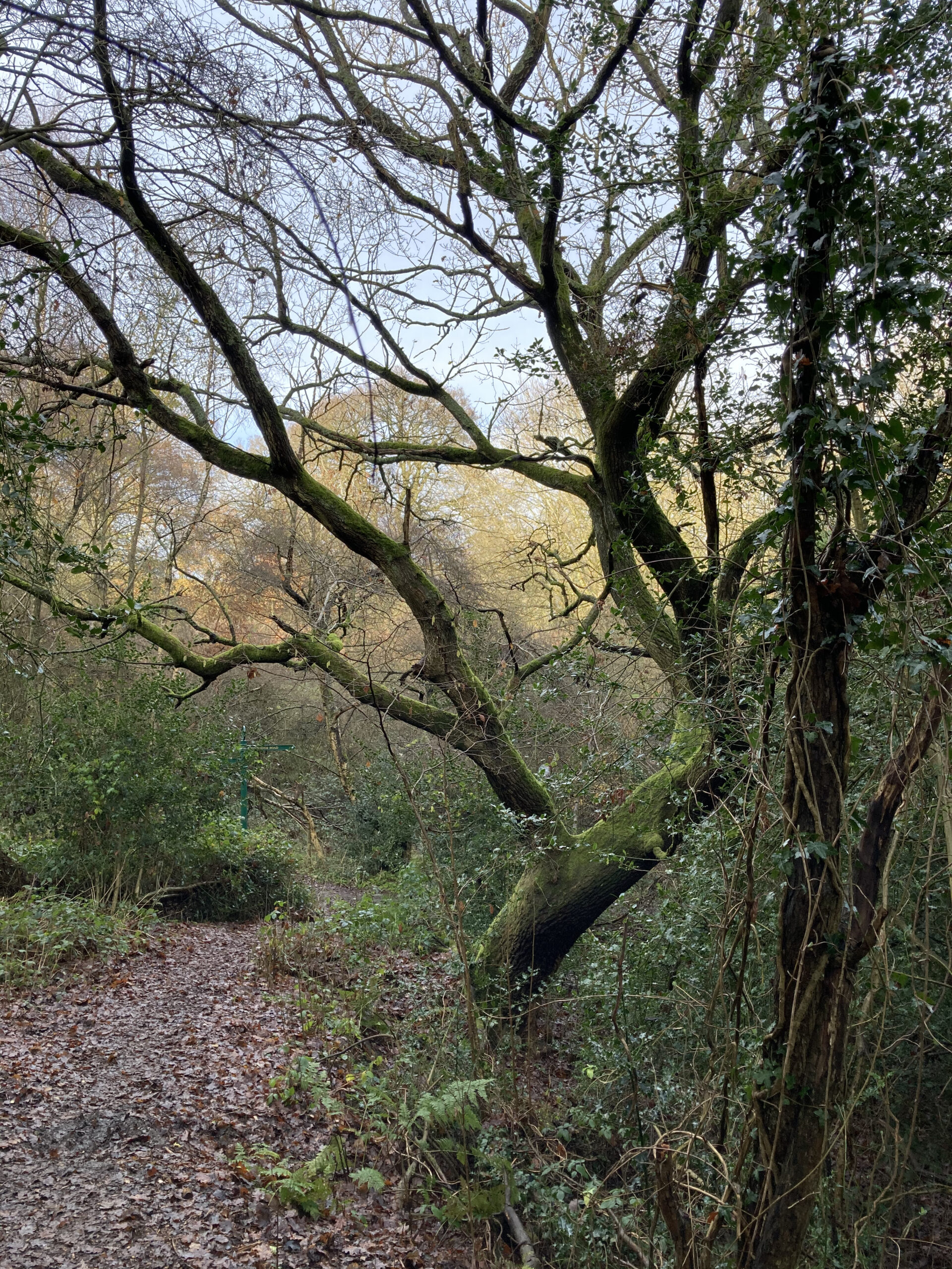 An Oak on the Woodland Path