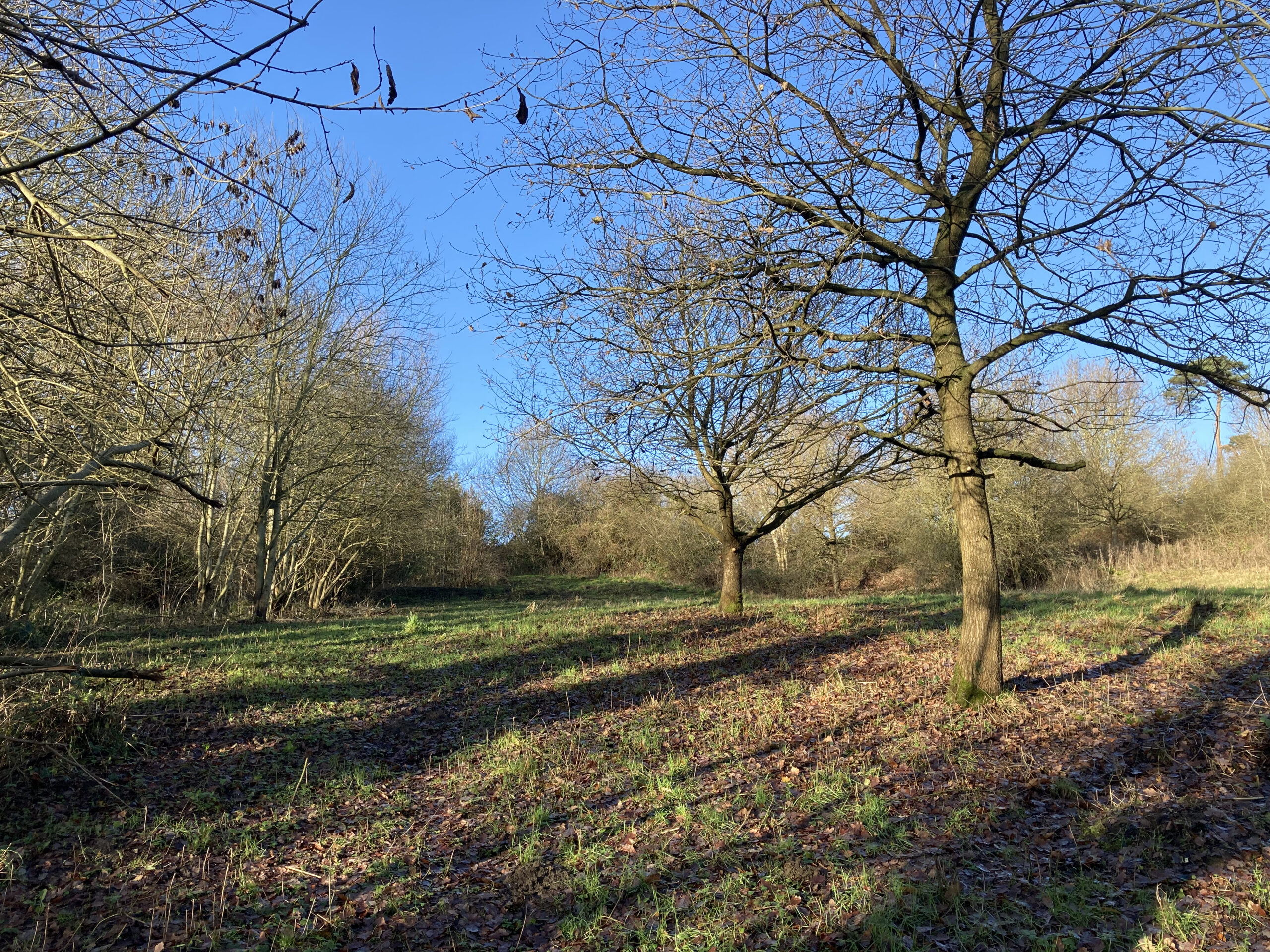 The Meadow from the Bird Hide