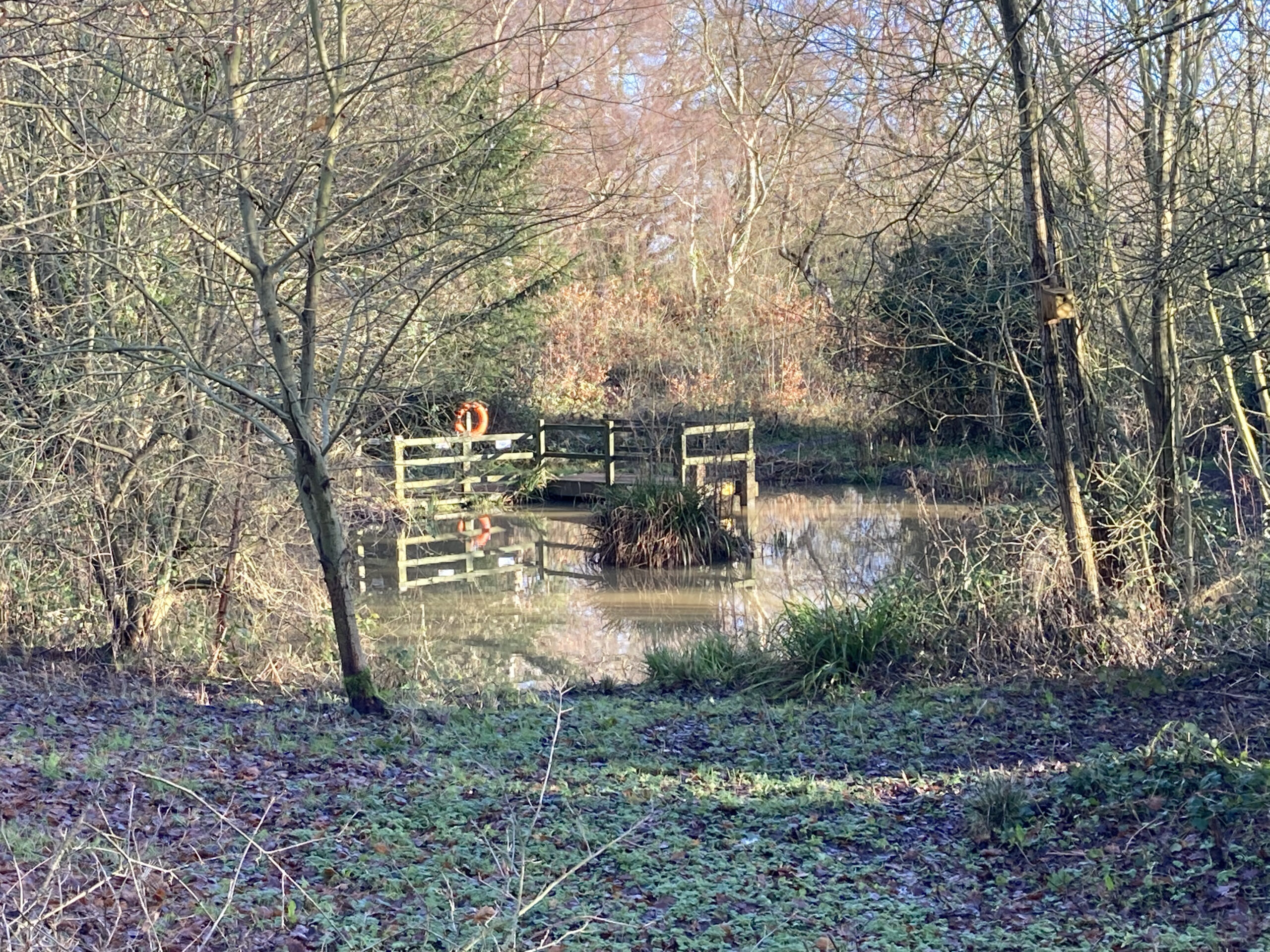 The Pond from the Bird Hide 