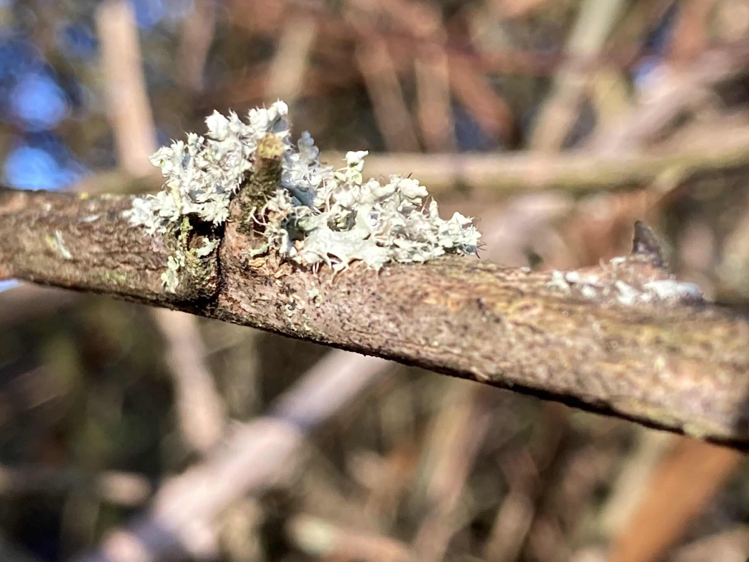 Lichen 