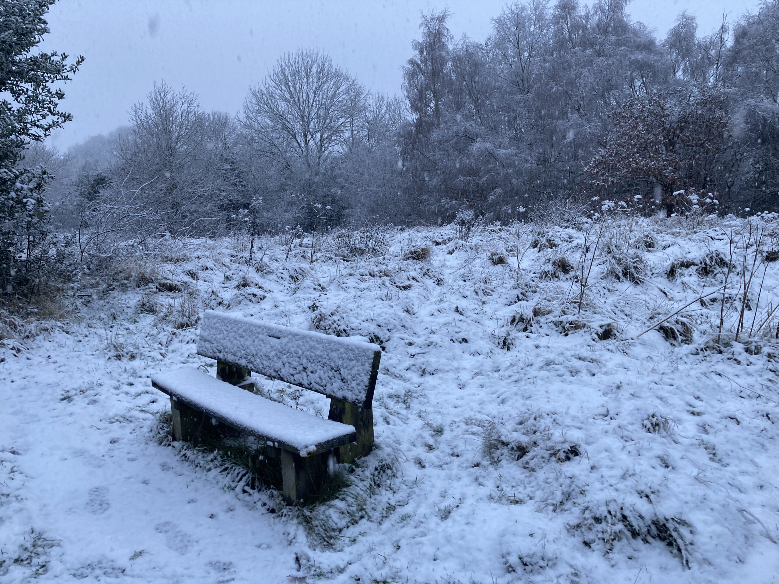 Bench on the Heath