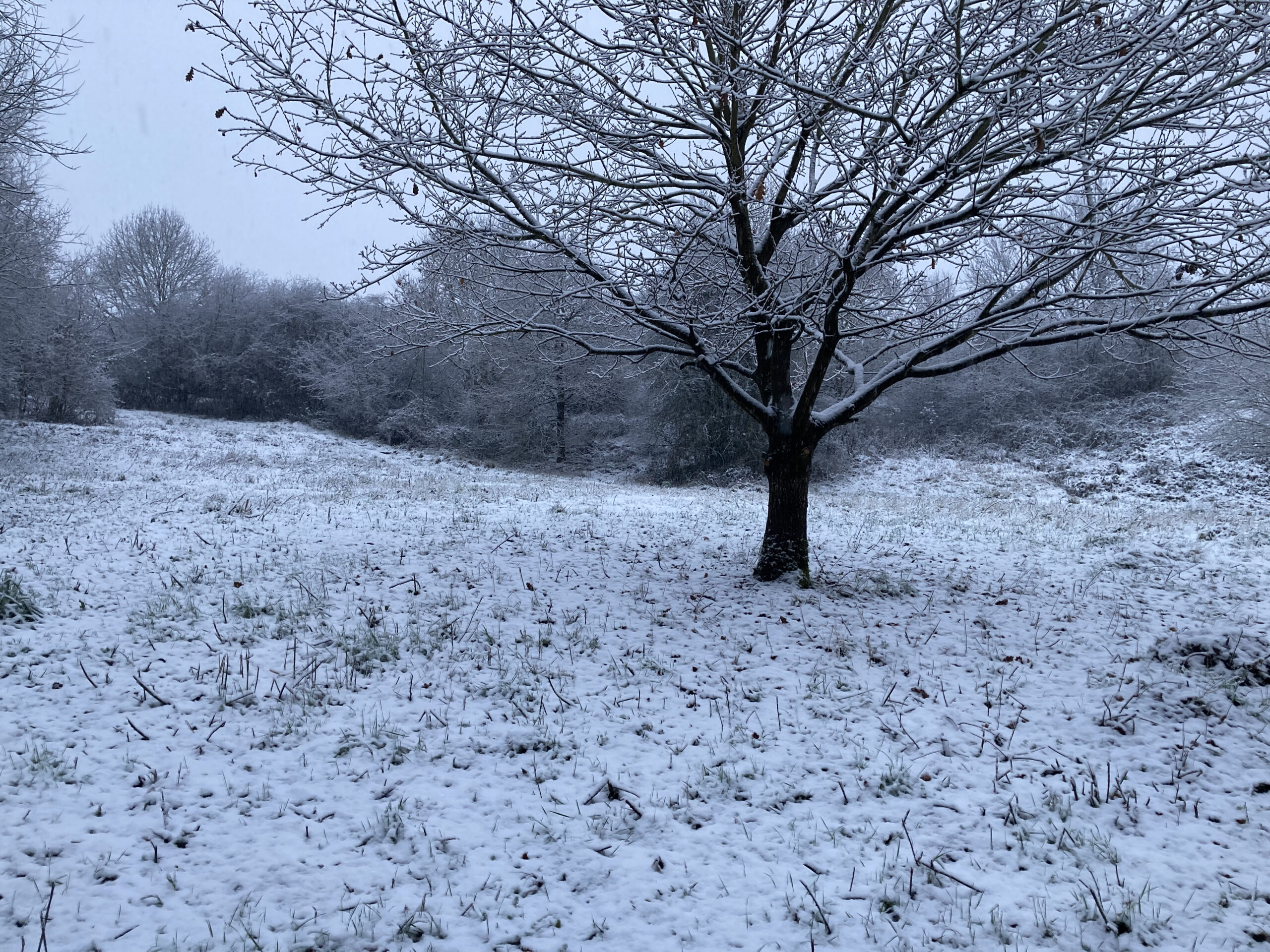 The Meadow from the Pond