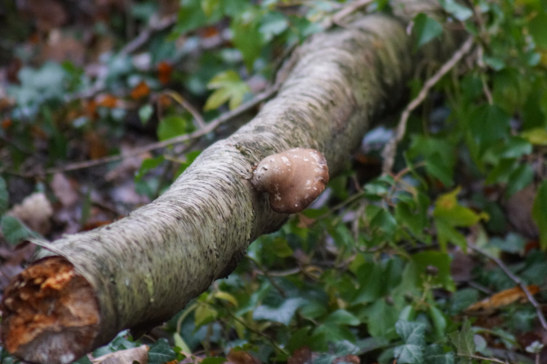 Bracket Fungus, Oyster musroom - Pleurotus ostreatus