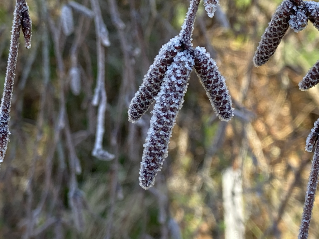 Silver birch catkins