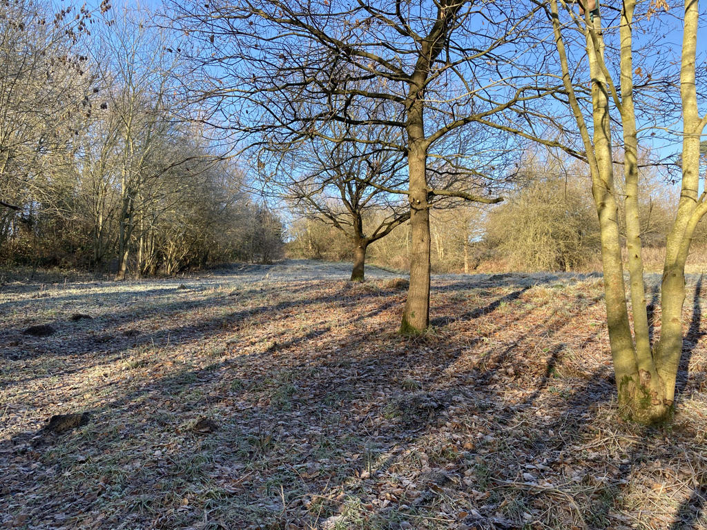 The Meadow looking from the Pond