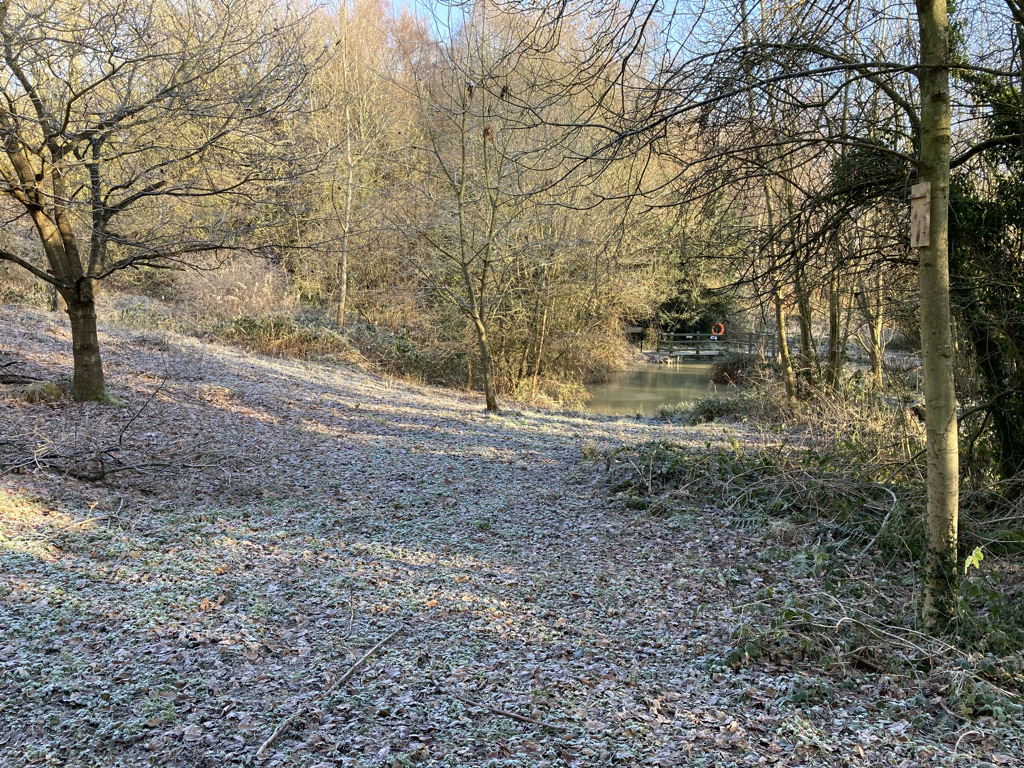 The Pond from the edge of the Meadow