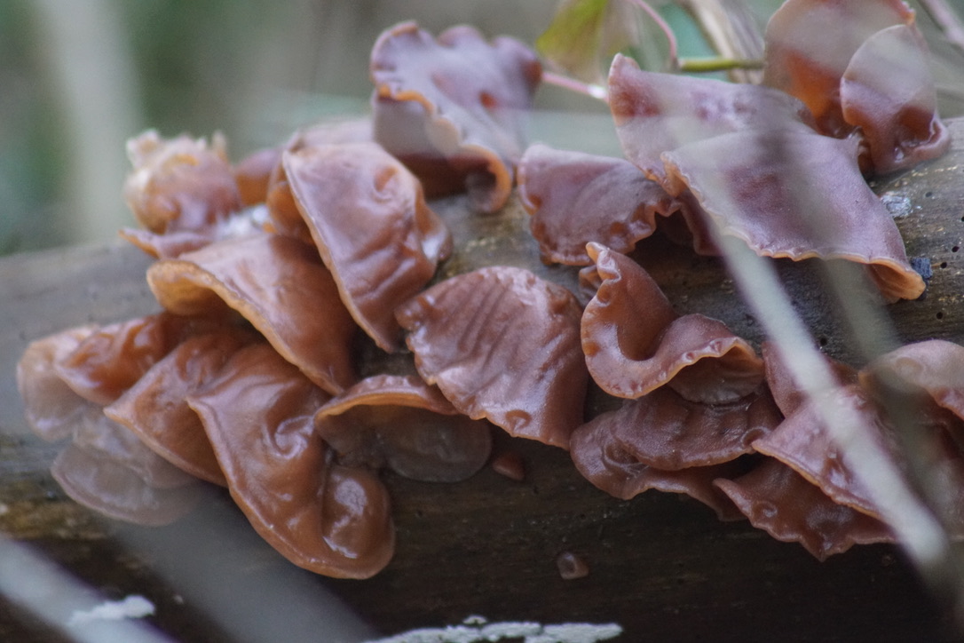 Wood ear fungus - Auricularia auricula-judae