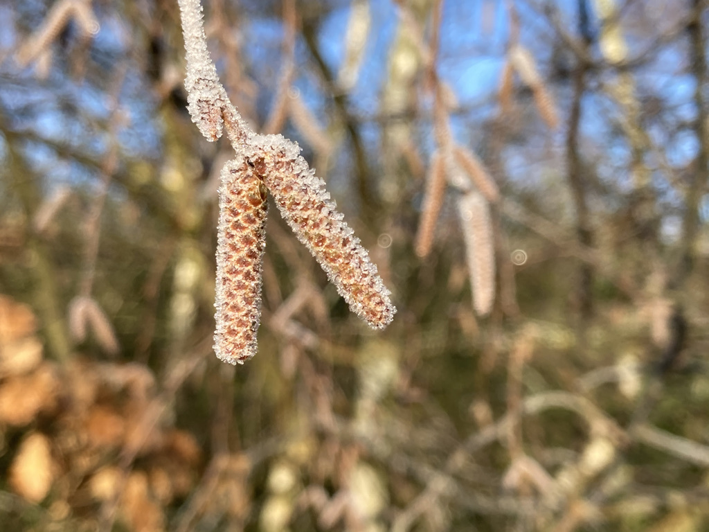 Silver birch catkins