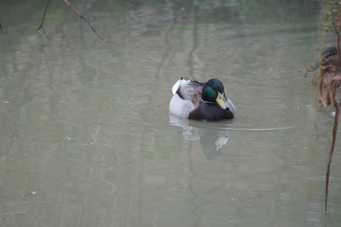 Mallard Drake