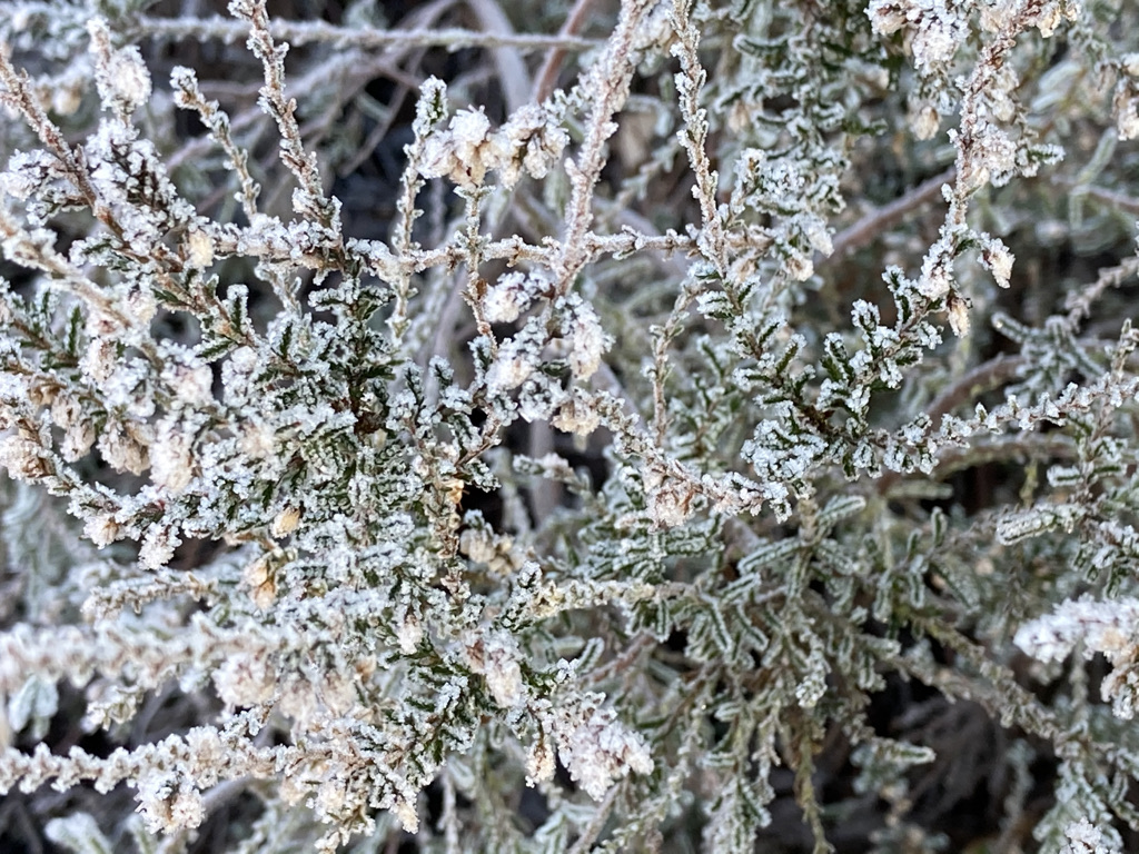 Frosty Heather