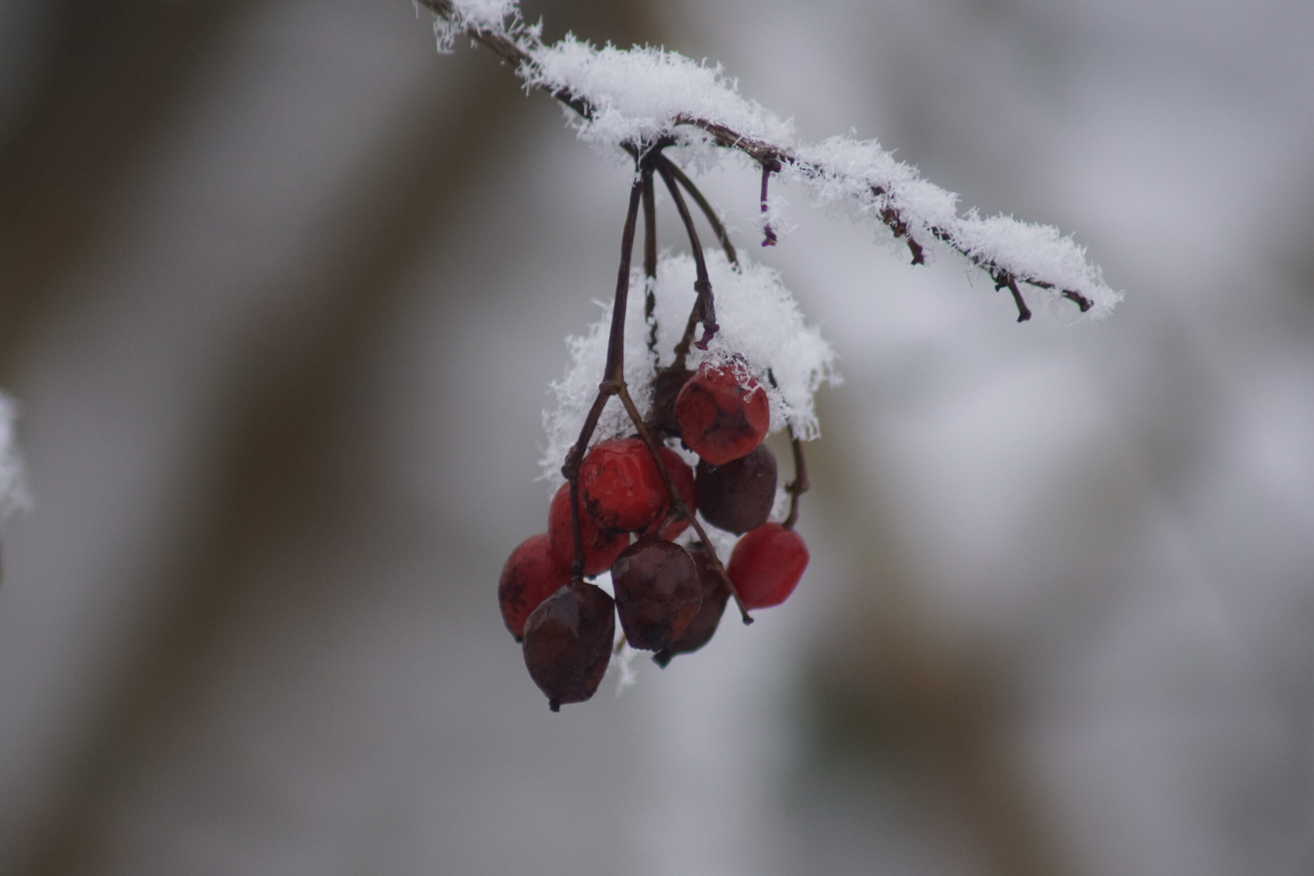 Guelder rose