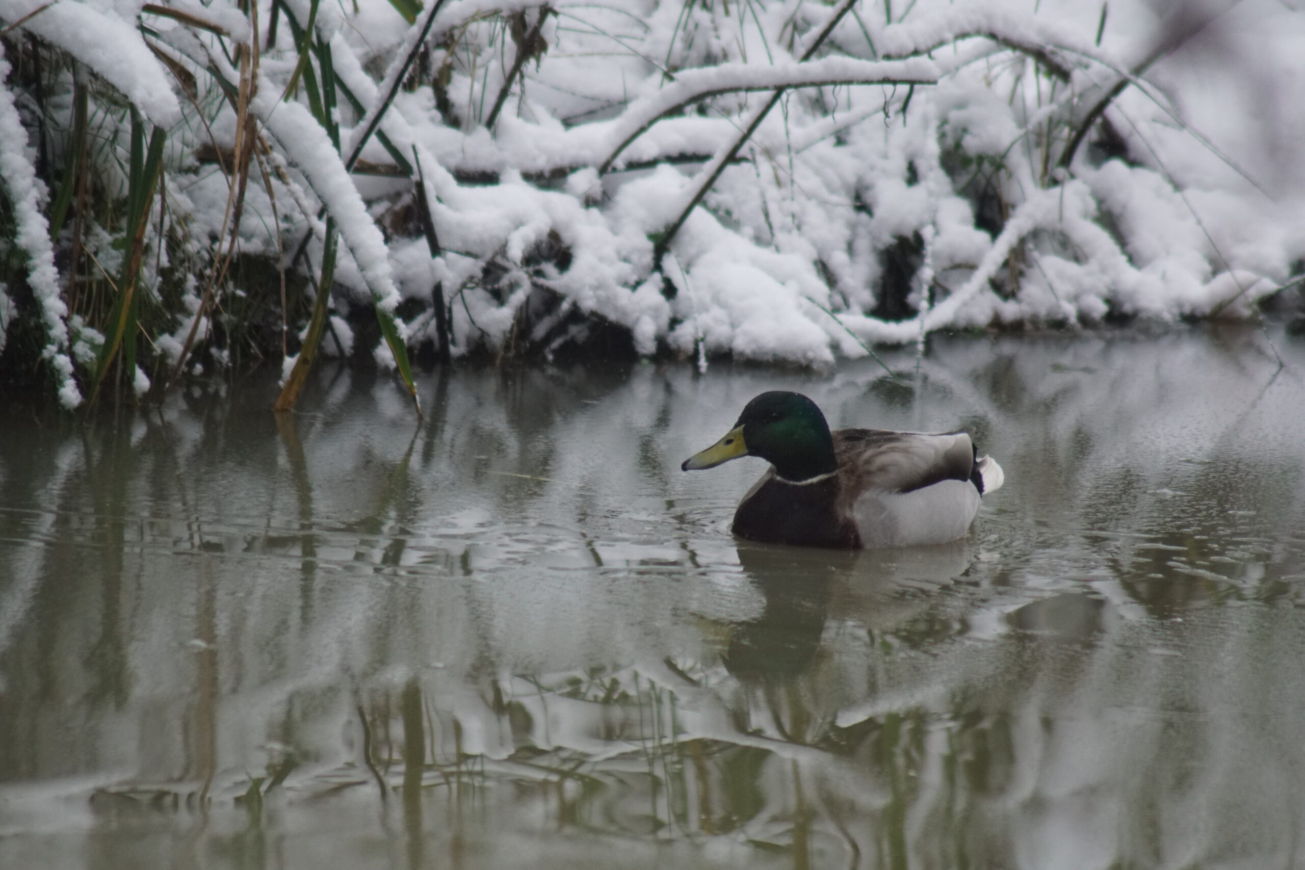 Mallard Drake 