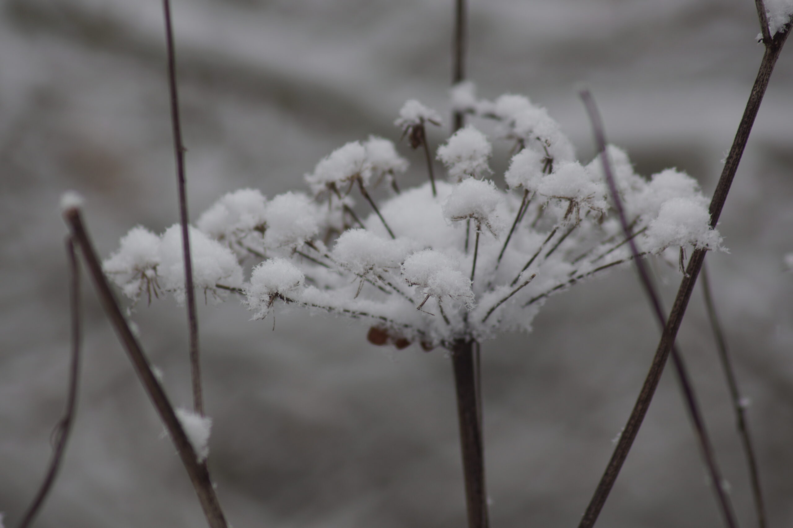 Dead Pignut Flower in Snow