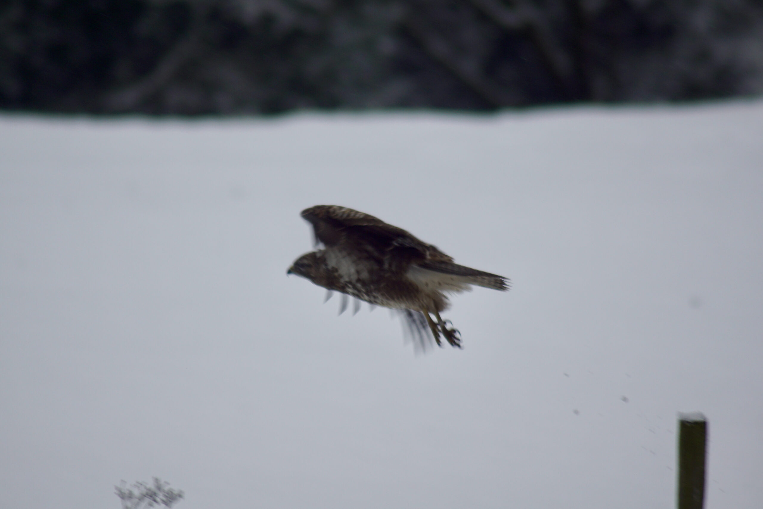 Buzzard