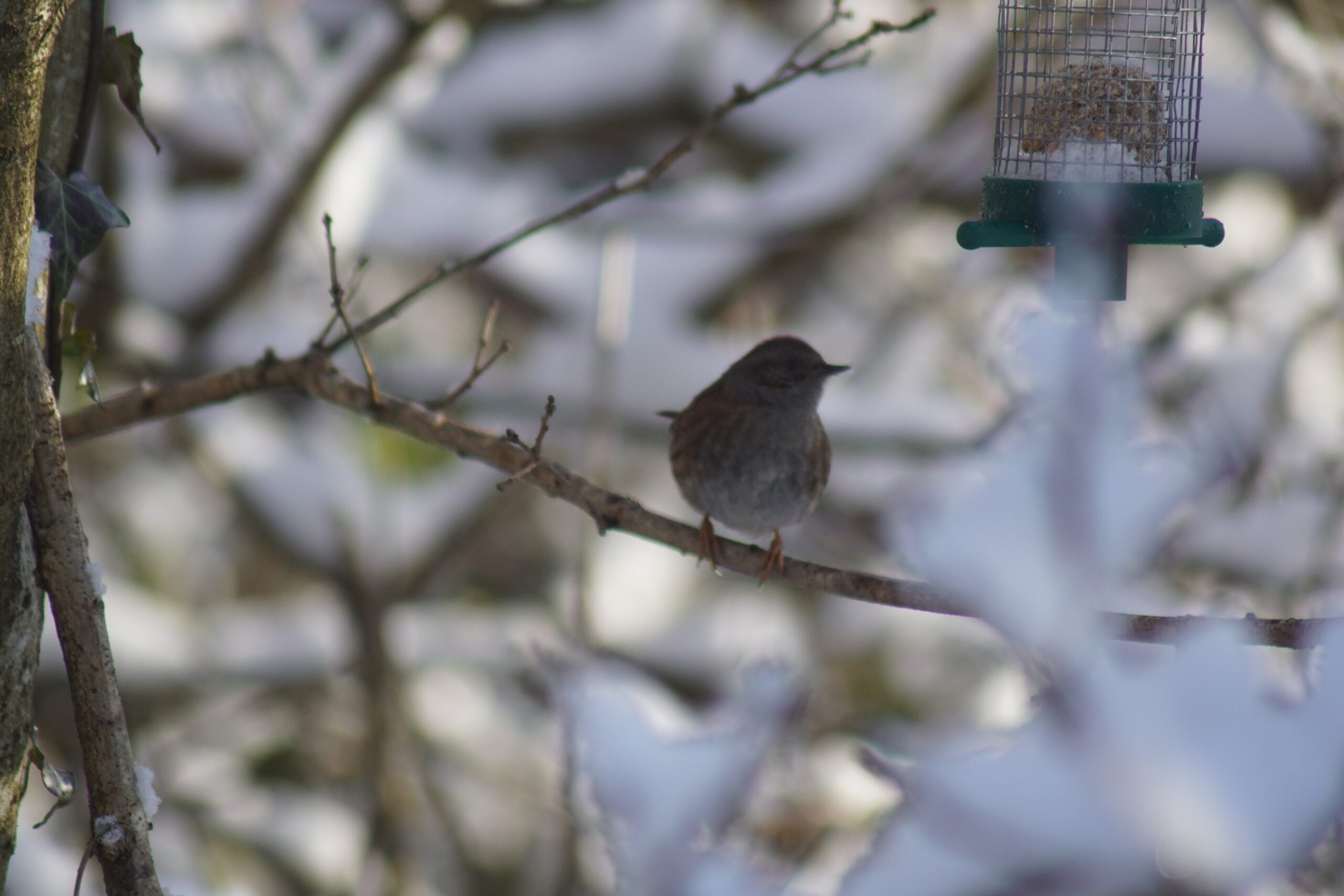 Dunnock