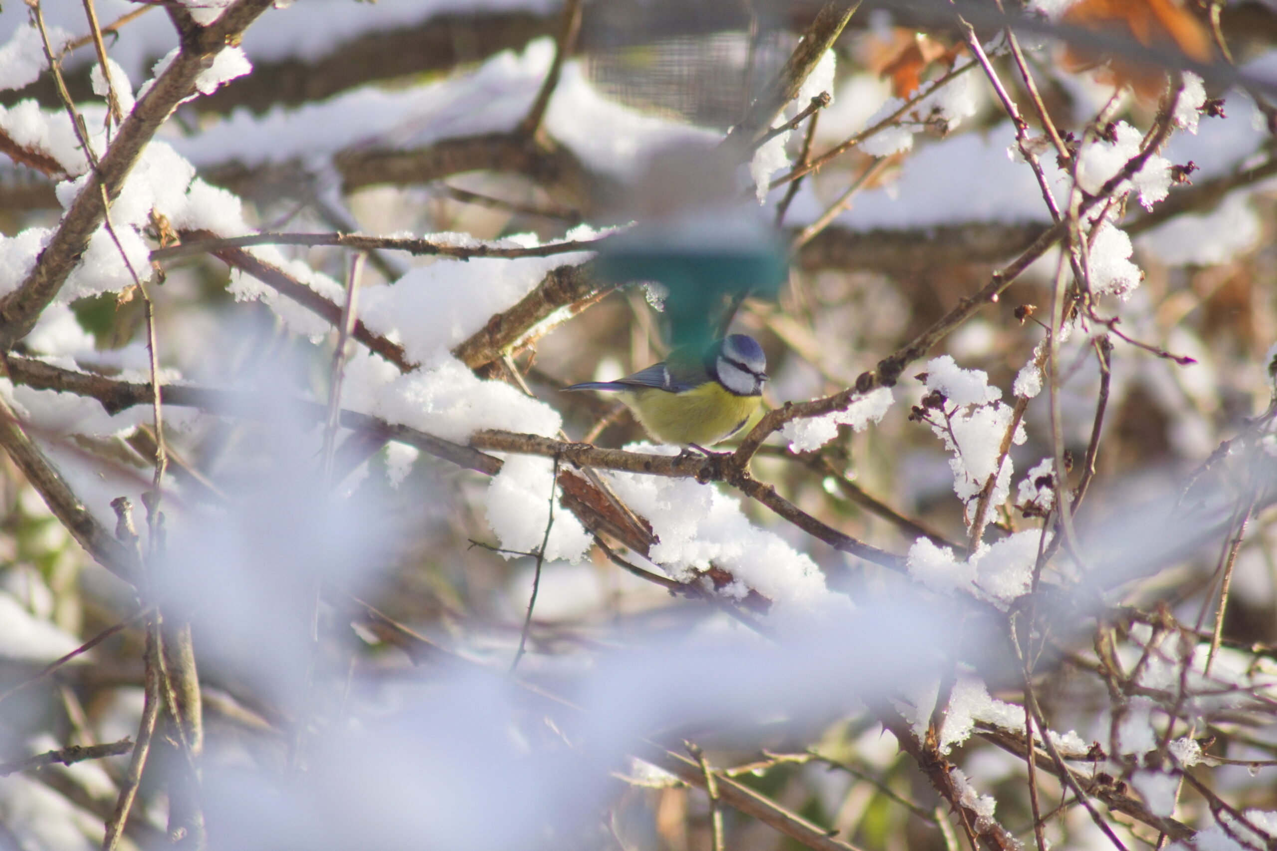 Blue Tit