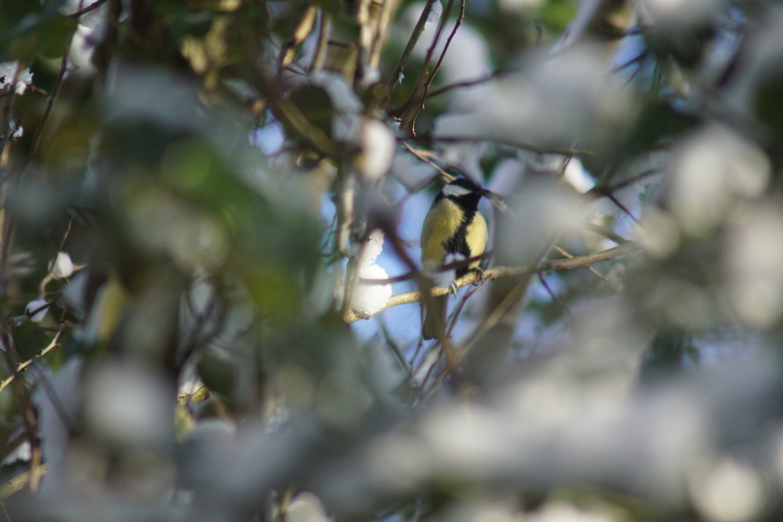 Great Tit