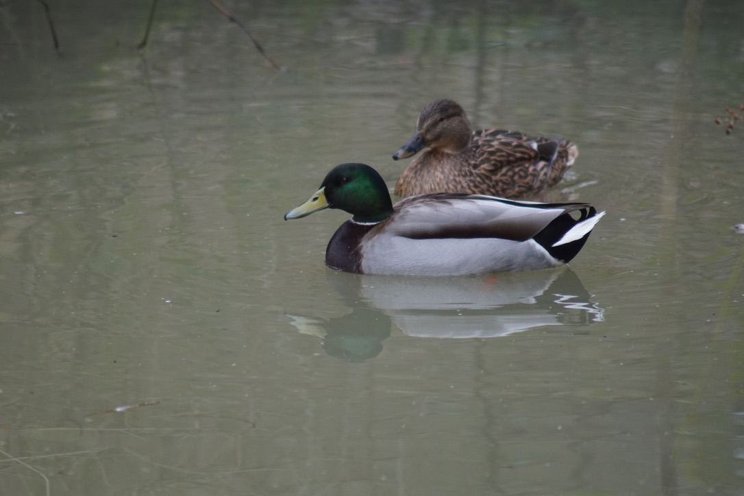 Mallards on the Pond