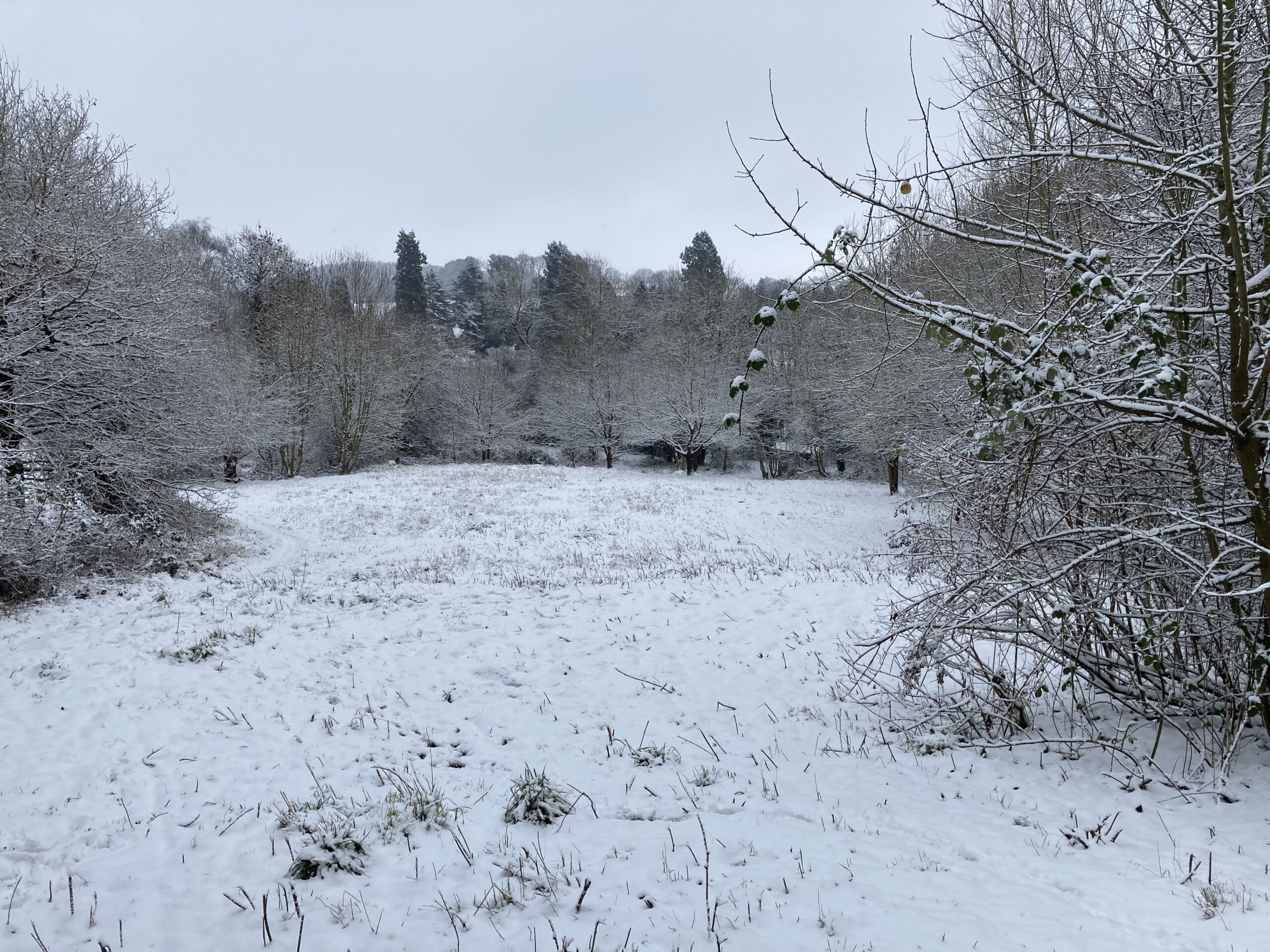 The Meadow from the Down Well