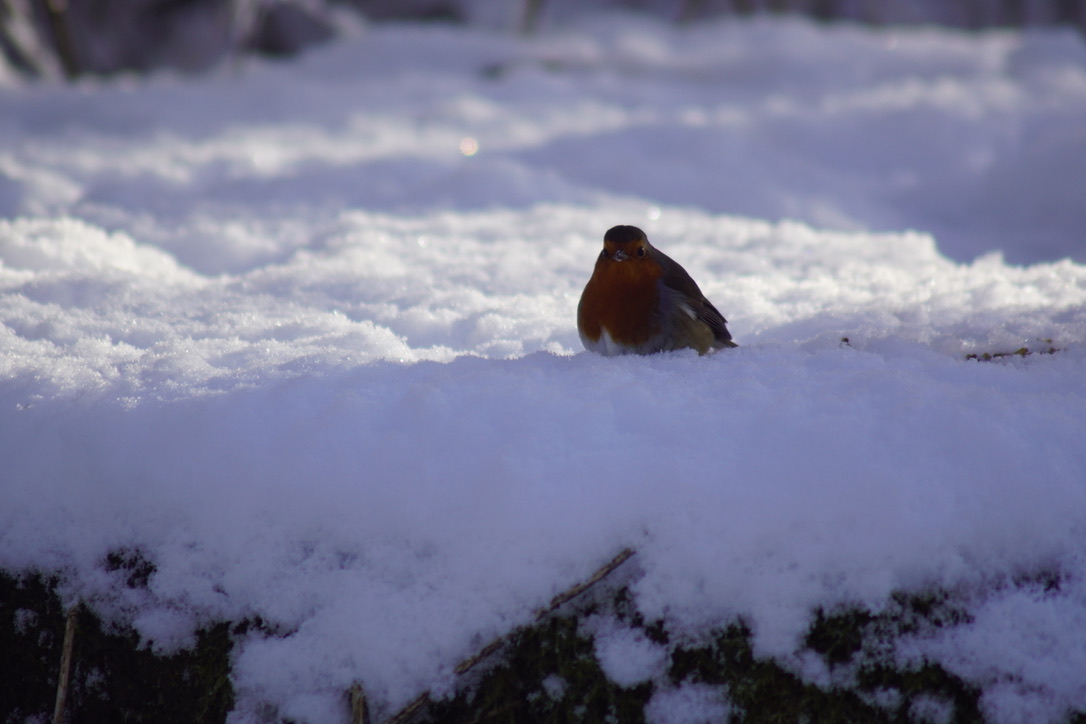 A Robin in the Snow