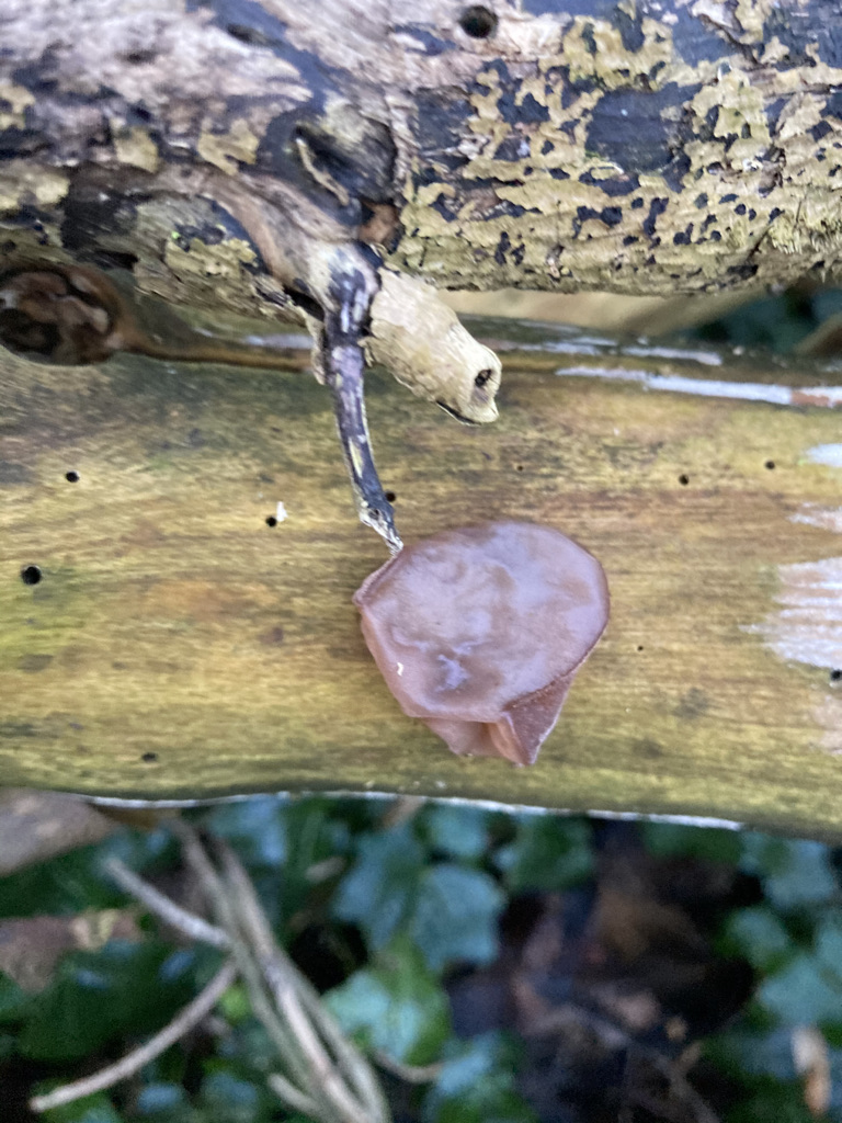 Wood ear - Auricularia auricicula-jadae