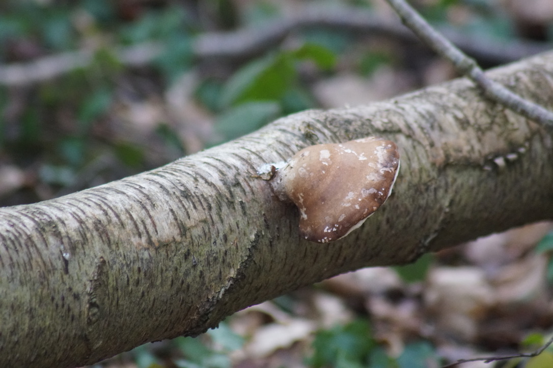 Pearl Oyster - Pleurotus ostreatus